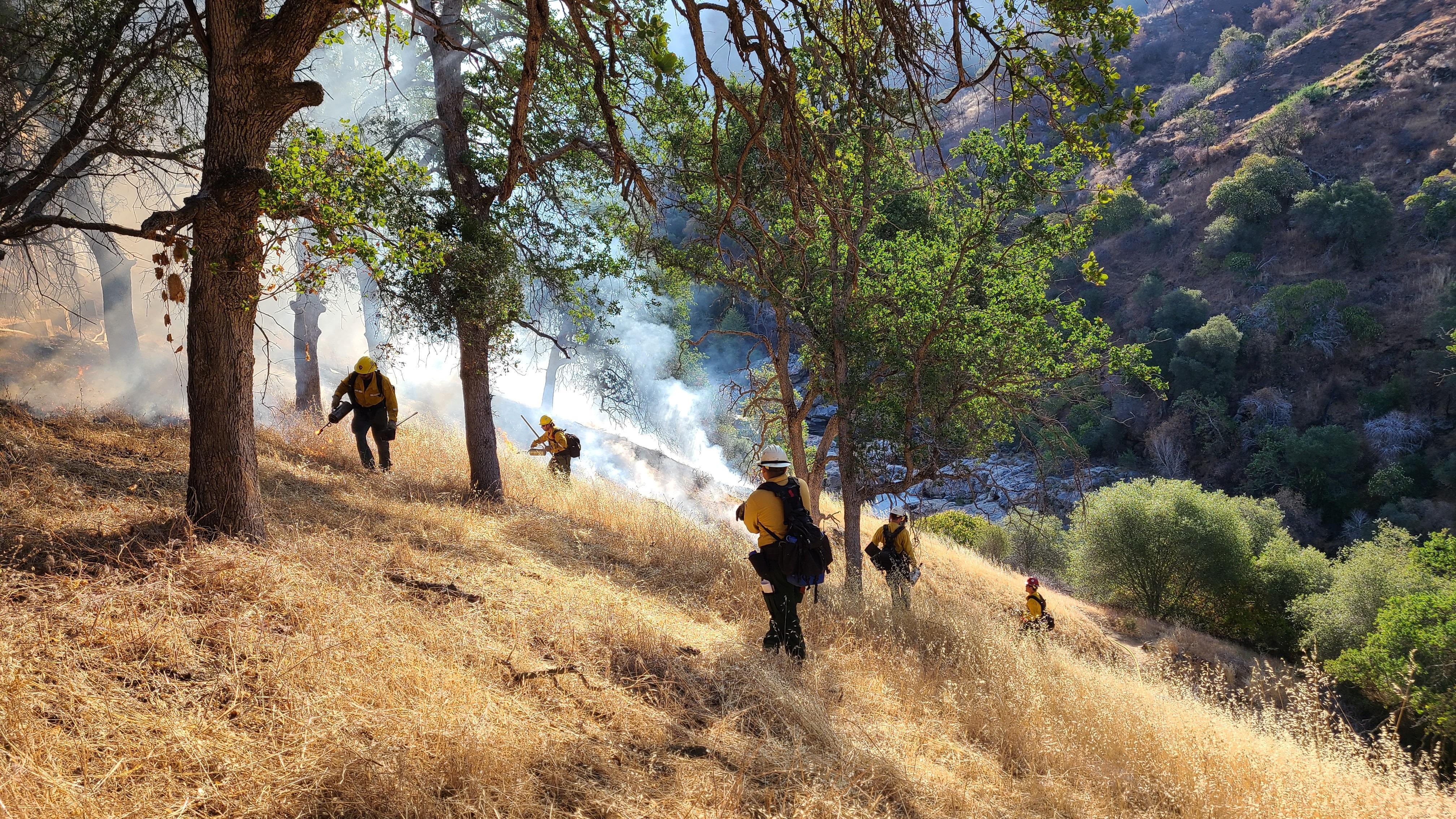 Firefighters work in light brown grass under green oak trees on a slope