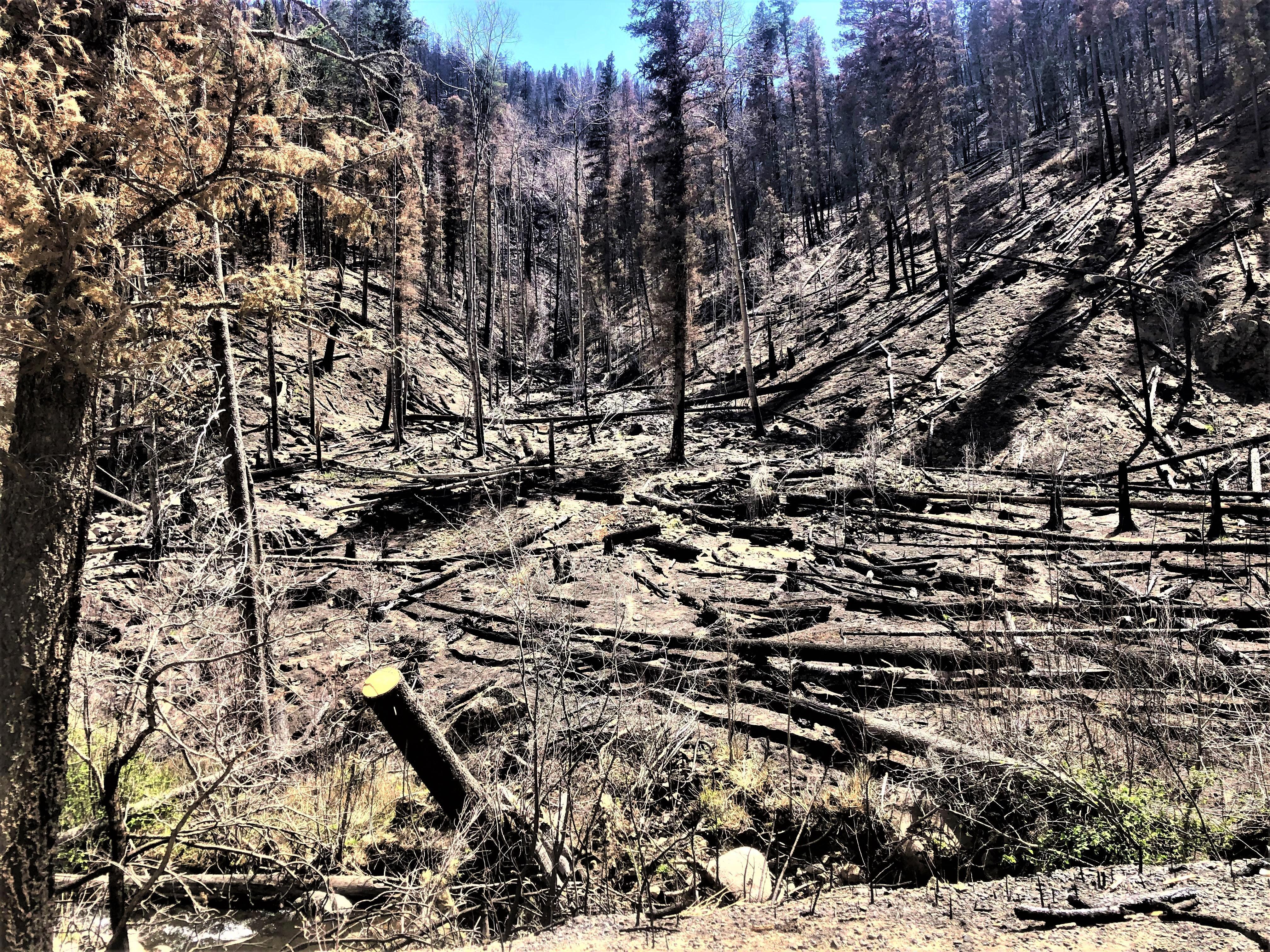 Image showing a burned drainage that flows into Gallinas Creek