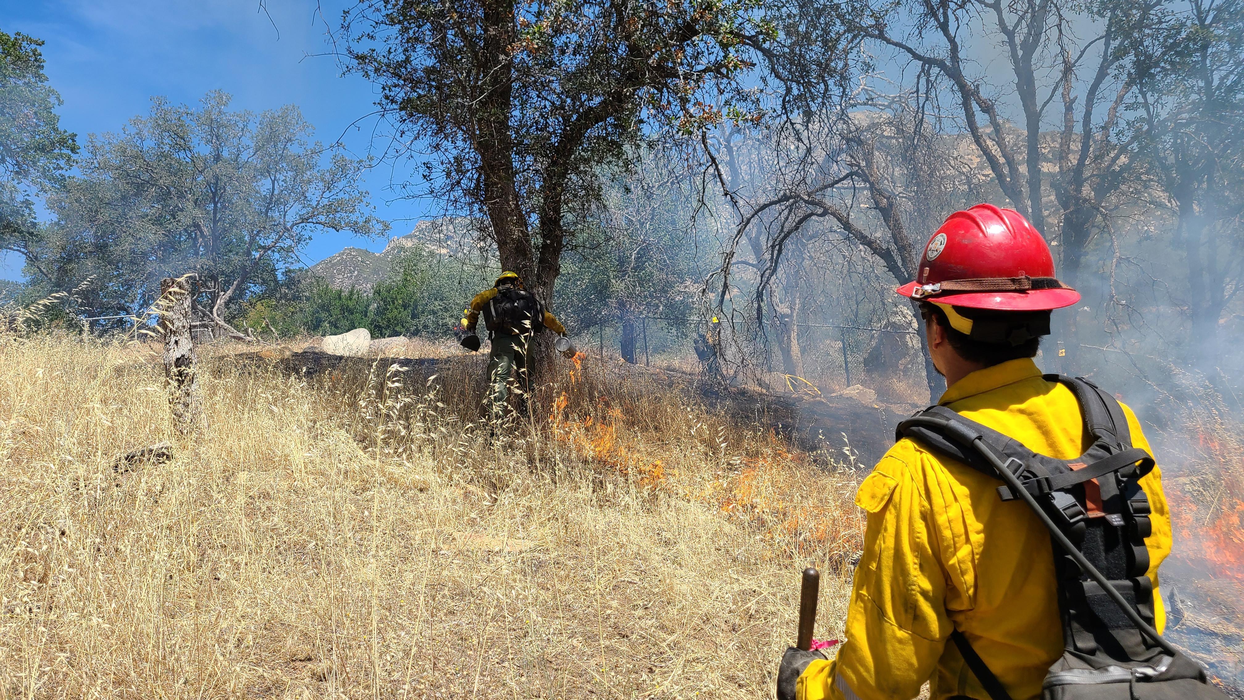 A firefighter in a red helmet looks at another firefighter working under a tree.