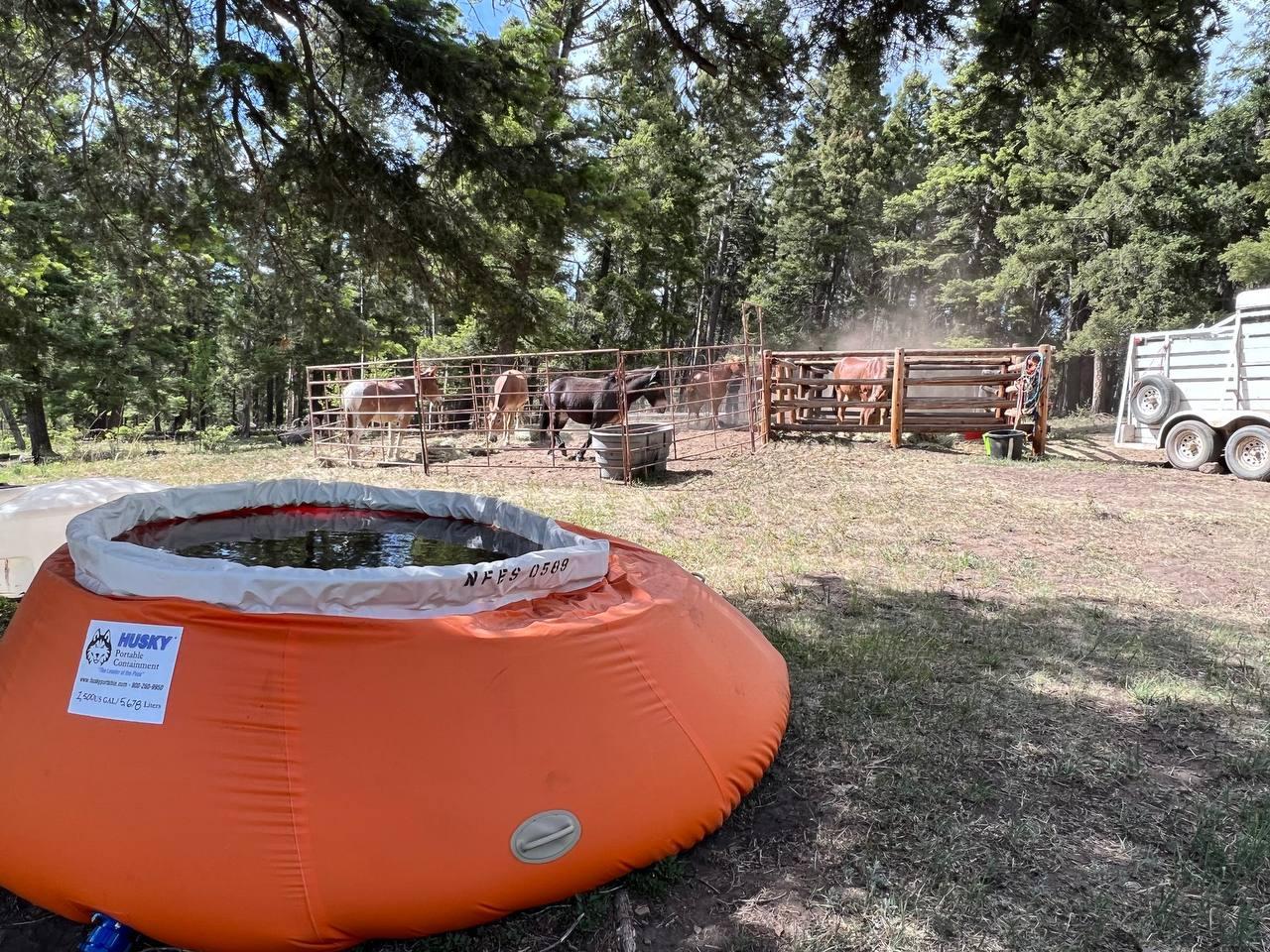 Orange water tank in the shape of a pumpkin in foreground. Background has corrals holding multiple mules and horses. Horse trailer to the side and trees in background