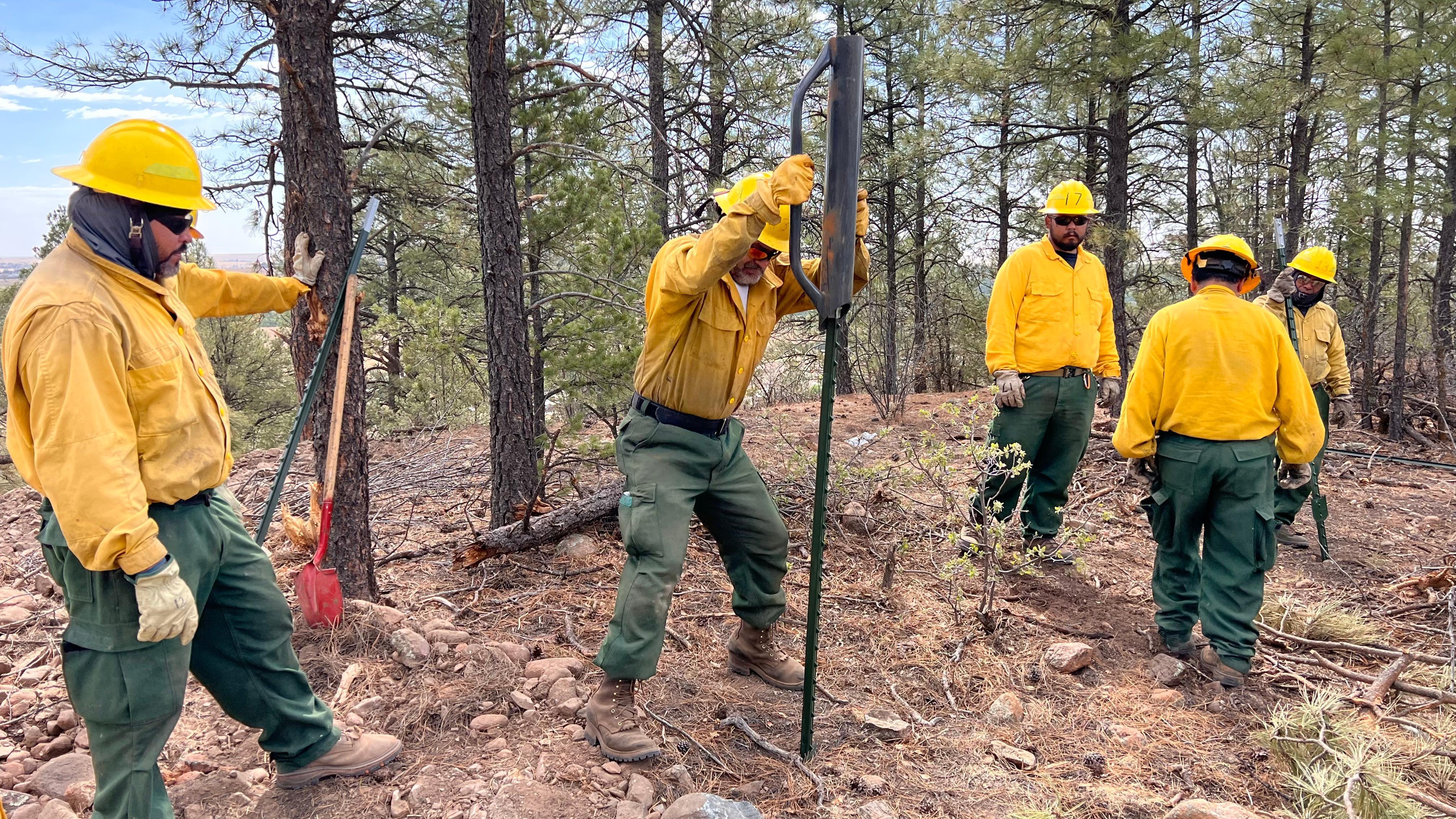Five firefighters in yellow shirts and green pants pound t-posts into the ground in a pine forest.