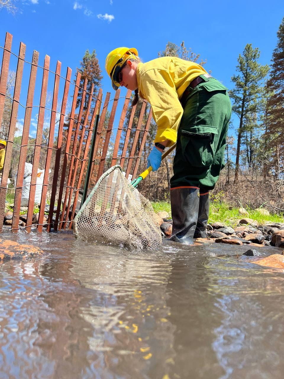 A female wearing a yellow shirt, green pants, yellow hardhat, and black shin high rubber boots stands in a creek filled with running water. Female is using a net on a long pole to scoop debris out of the water and put in plastic bag on creek bank.