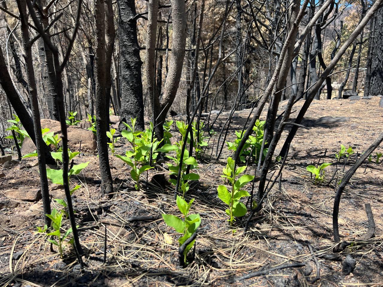 Burned, black ground and trees across landscape. Individual green plants begin to grow throughout the burned area.