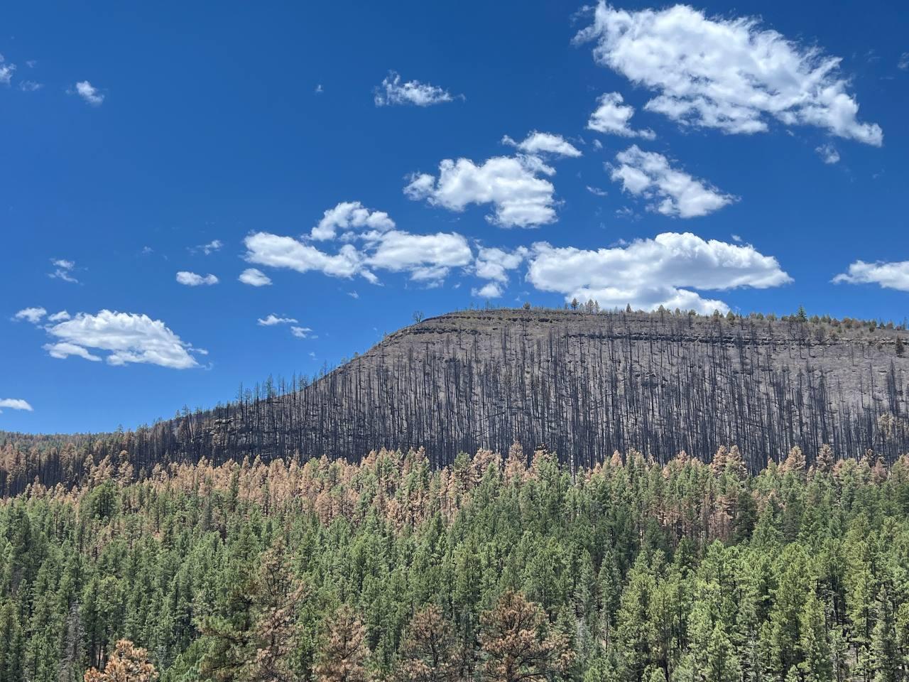Landscape covered in trees with white clouds in blue sky. Trees at the bottom of image are green, trees in middle are a mix of brown and yellow. Trees on top section of ridge are burned completely to black trunks and black ground.