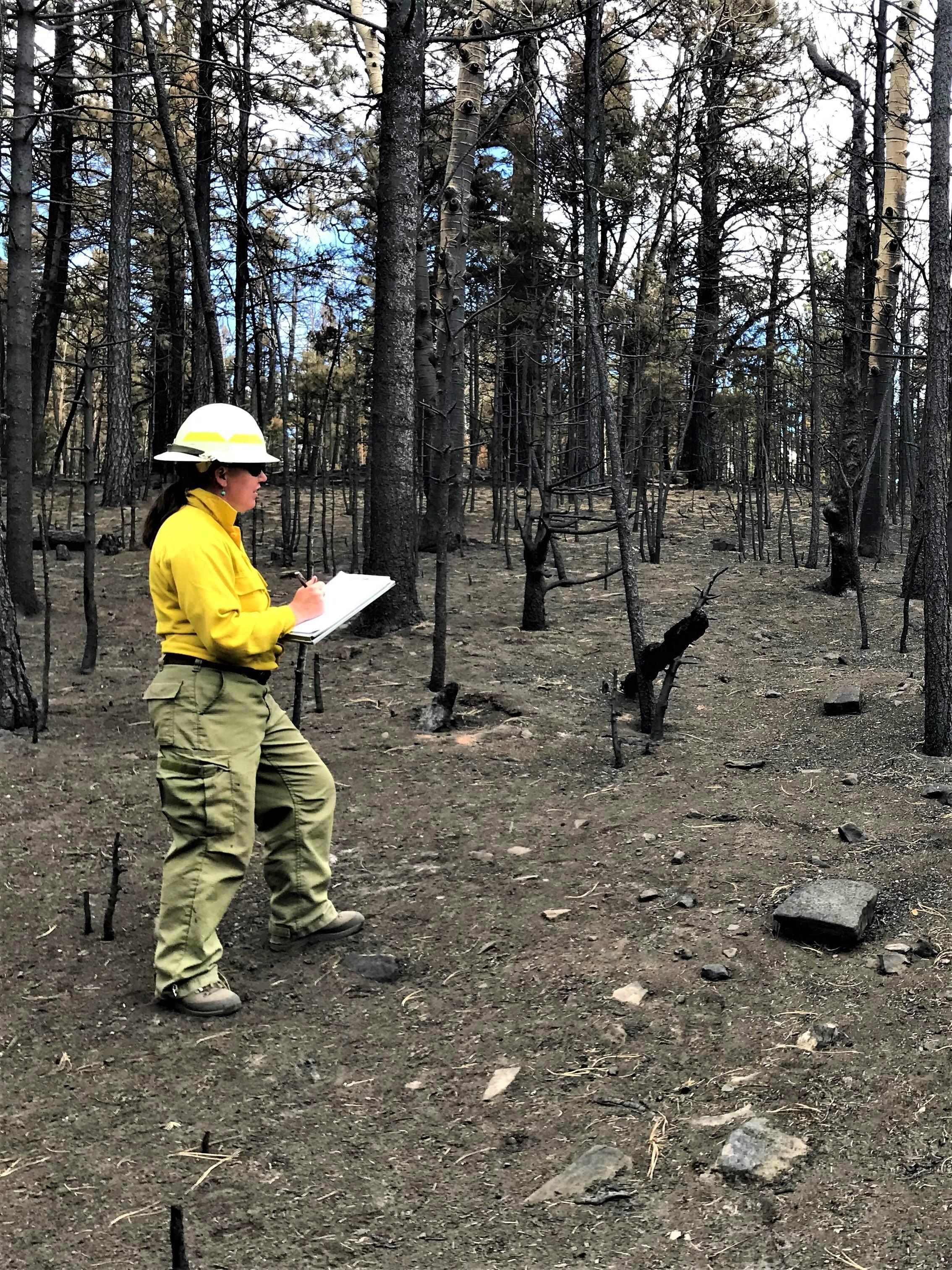 Image showing BAER Specialist Jana Comstock (Santa Fe National Forest Archaeologist) is gathering data from a burned cultural resources site in the Upper Mora River Watershed area of the Hermits Peak-Calf Canyon Fire perimeter