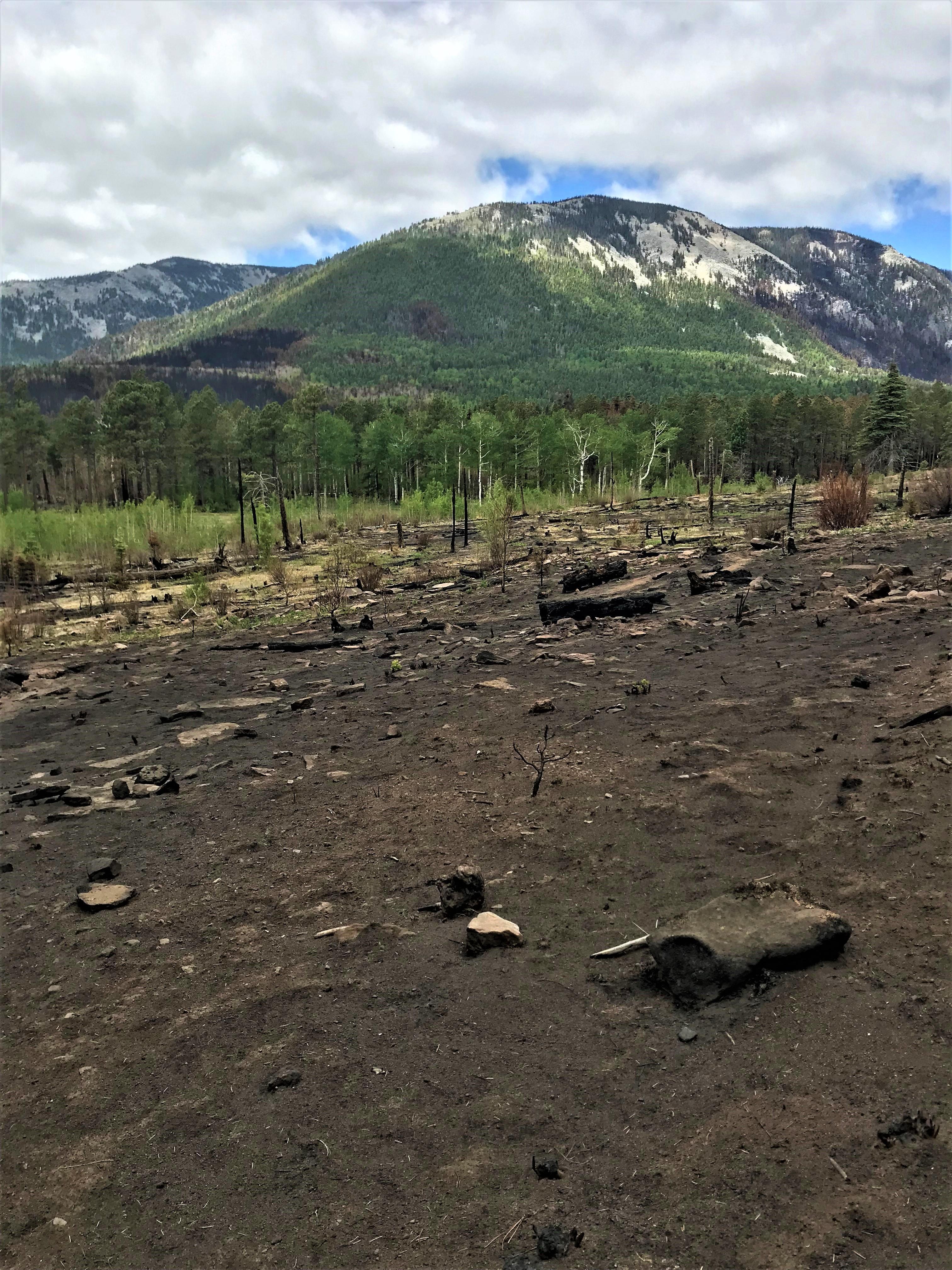 Image showing Overview of a mosaic burn pattern in the Upper Mora River Watershed within the Hermits Peak-Calf Canyon Fire perimeter.