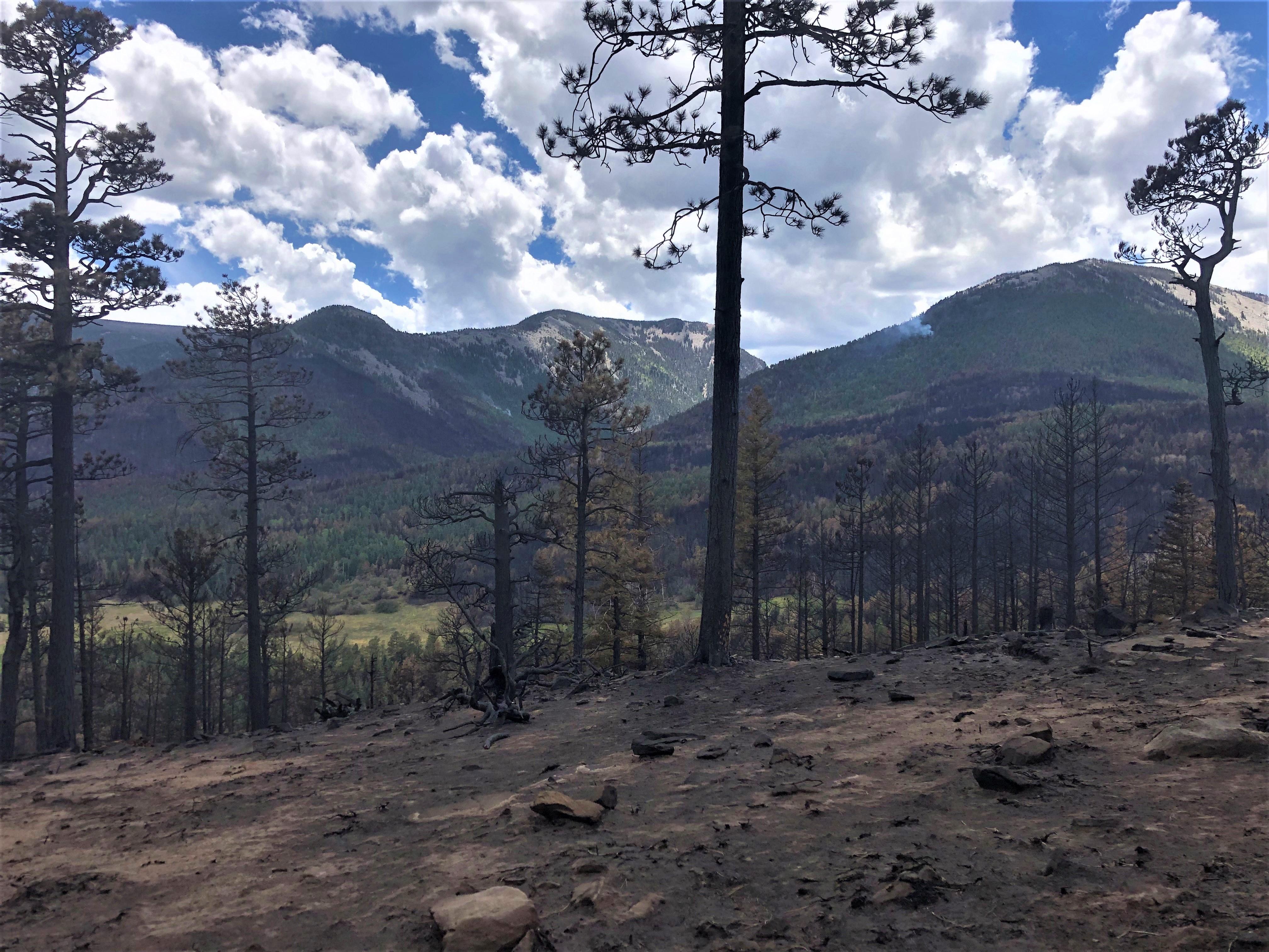 Image showing Overview of Burned Landscape within Hermits Peak-Calf Canyon Fire Perimeter