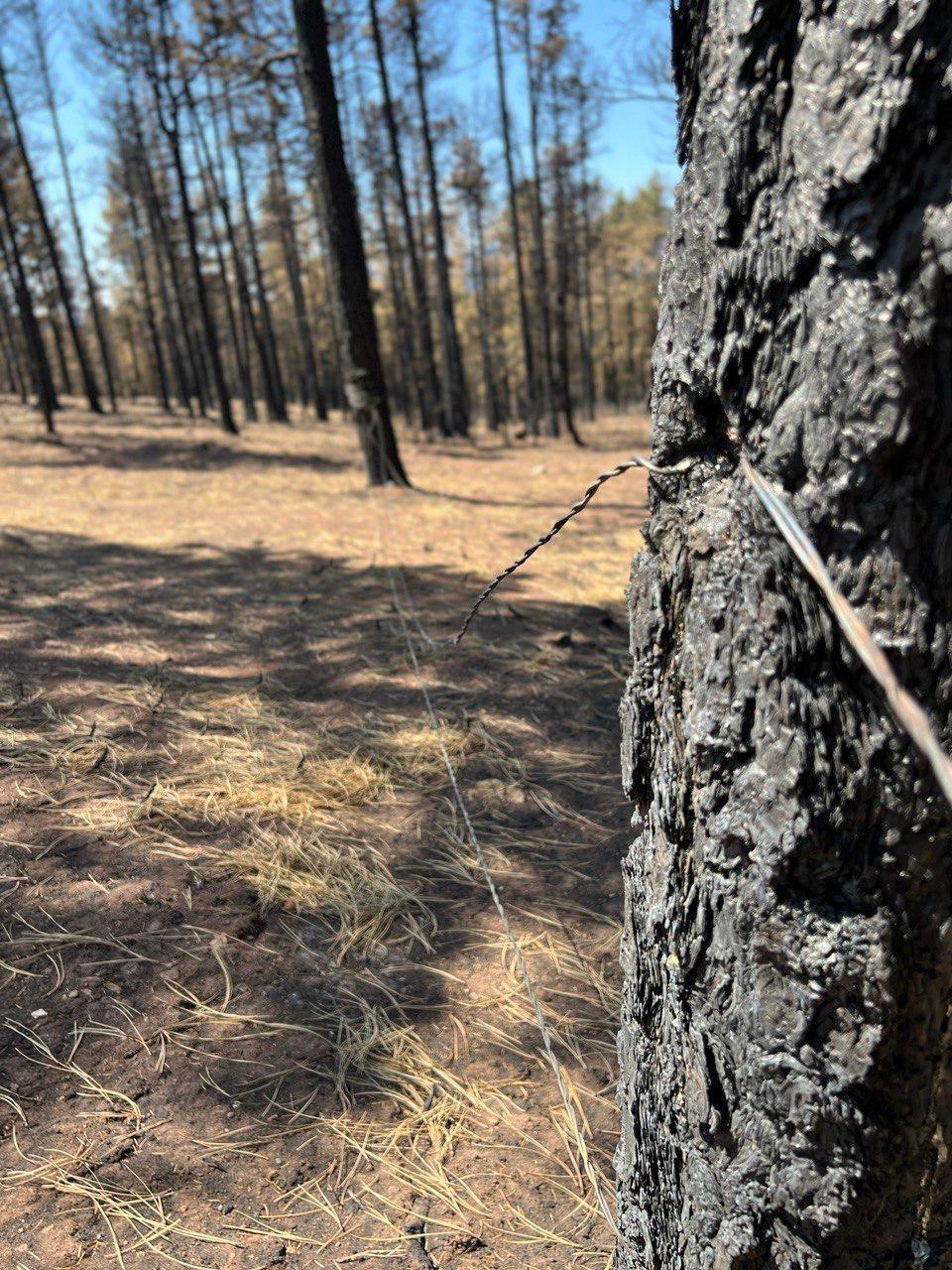 Black, burned tree with blackened metal wire running through tree and on to another burned tree to serve as fencing. Background is numerous completely burned trees.