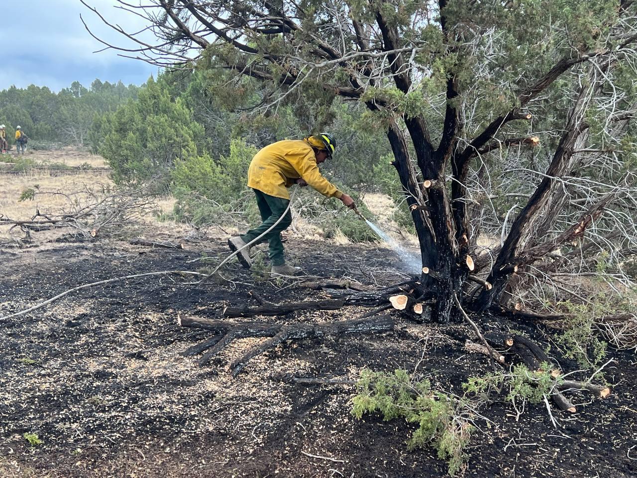Male firefighter in yellow shirt, green pants, and a hardhat uses a white hose to spray water around the base of a burned tree.  Vegetation in the background and other firefighters working in background.