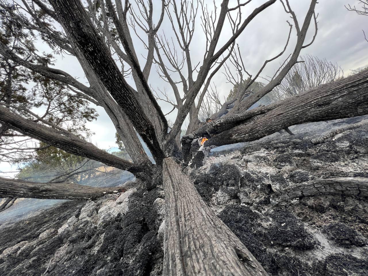 Closeup image of a burned tree with multiple branches, blackened soil and a small orange flame at the base