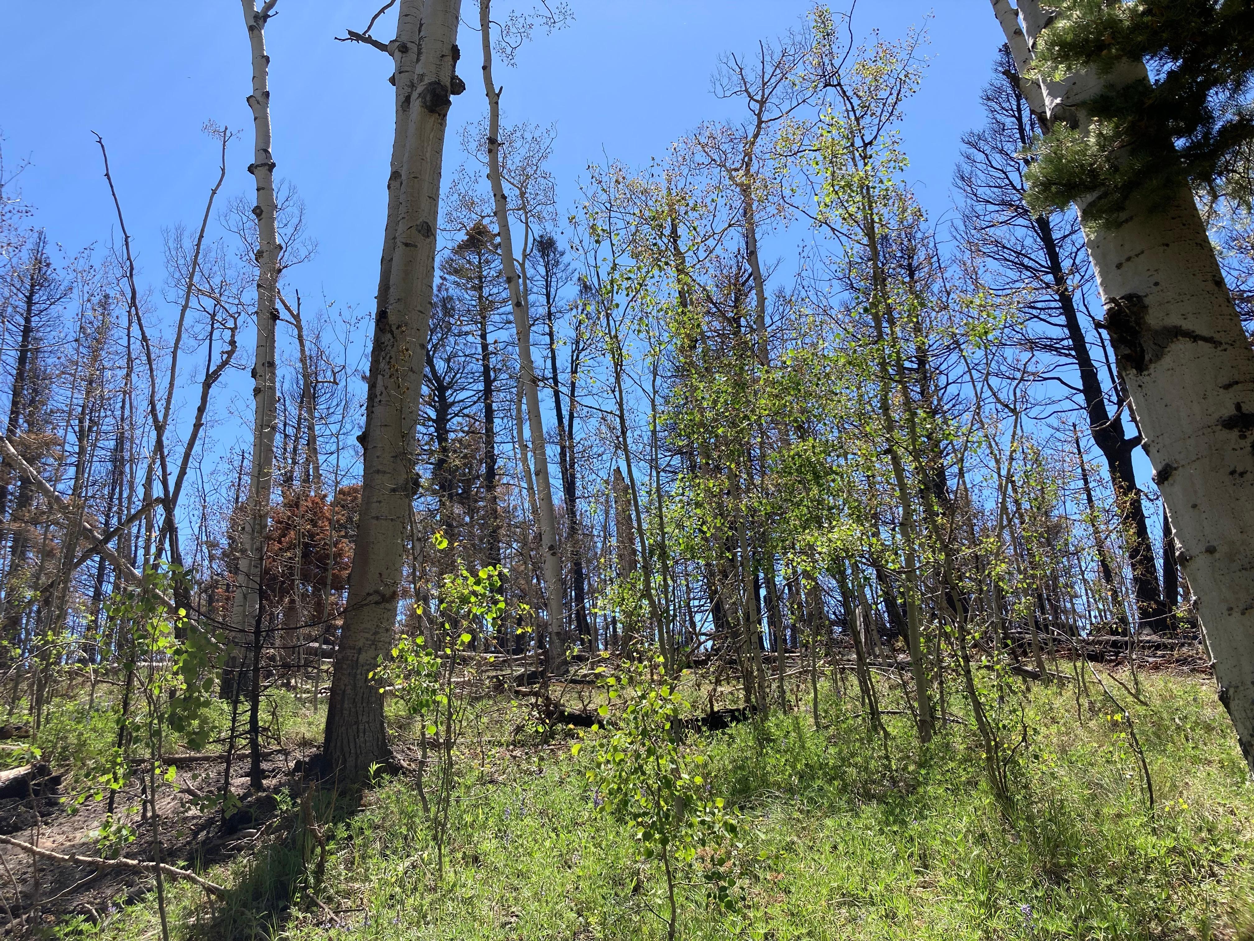 Small aspen trees in the foreground with green grass contrast with burned trees behind.