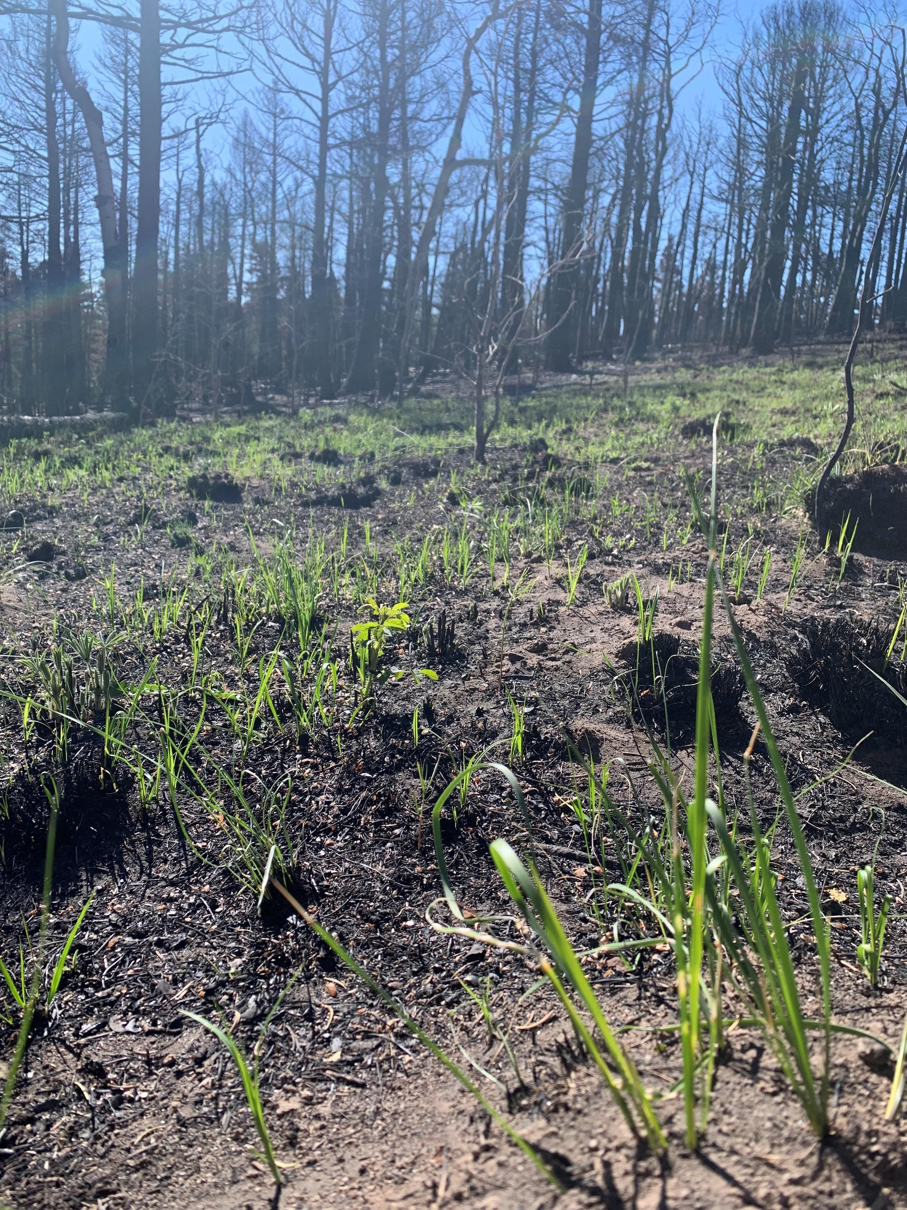 Small green grass stems grow out of a blackened forest floor. Taller burned trees are in the background.