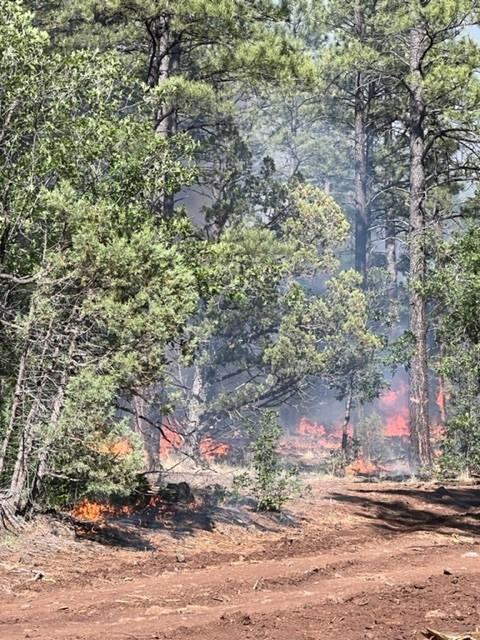 6/20/22: Hog Spring Fire burning near forest road