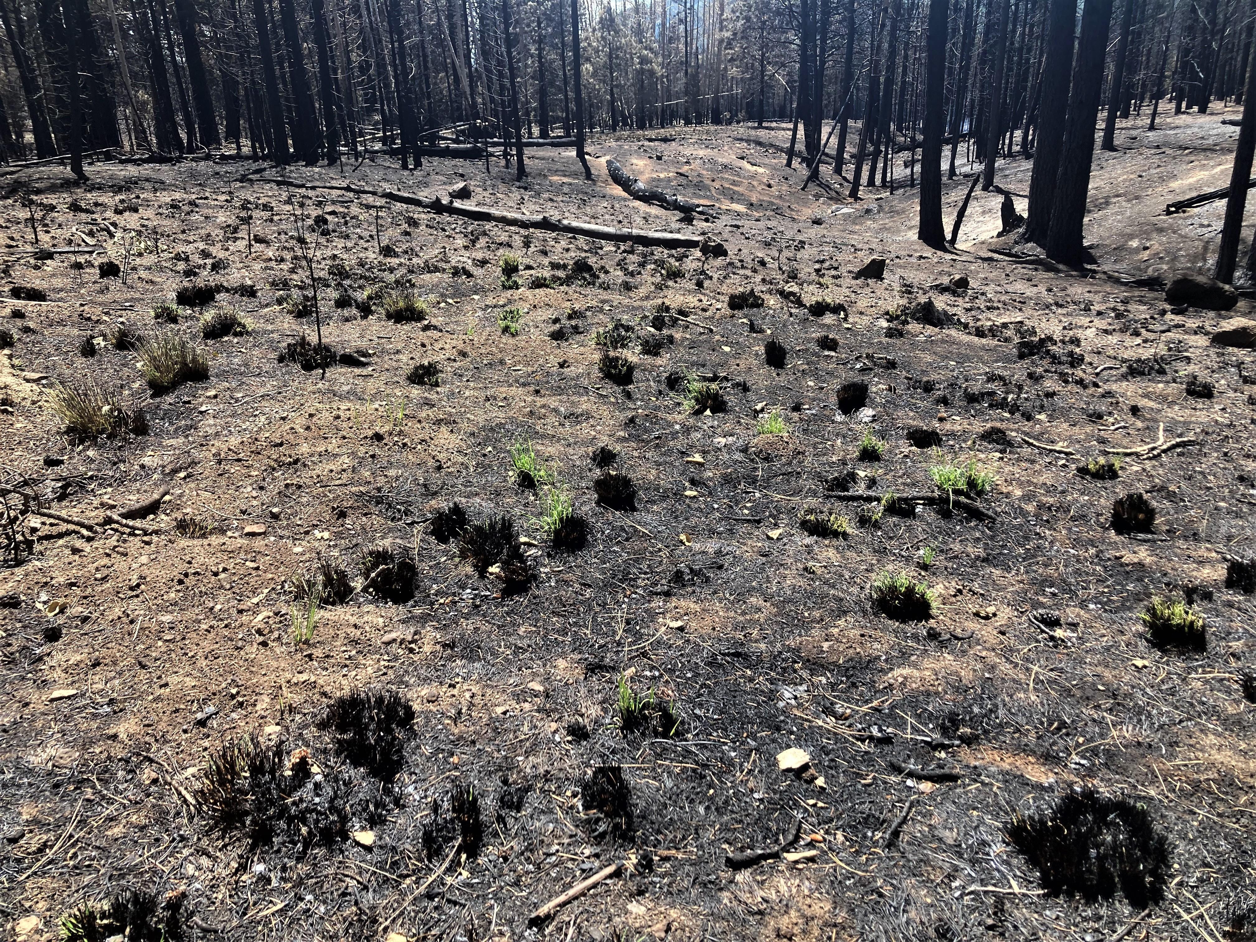 Fire adapted native grasses resprouts 12 days after the Pipeline Fire burned through the area adjacent to the Weatherford Trail on June 12, 2022. Photo taken June 24, 2022 by Dick Fleishman USFS