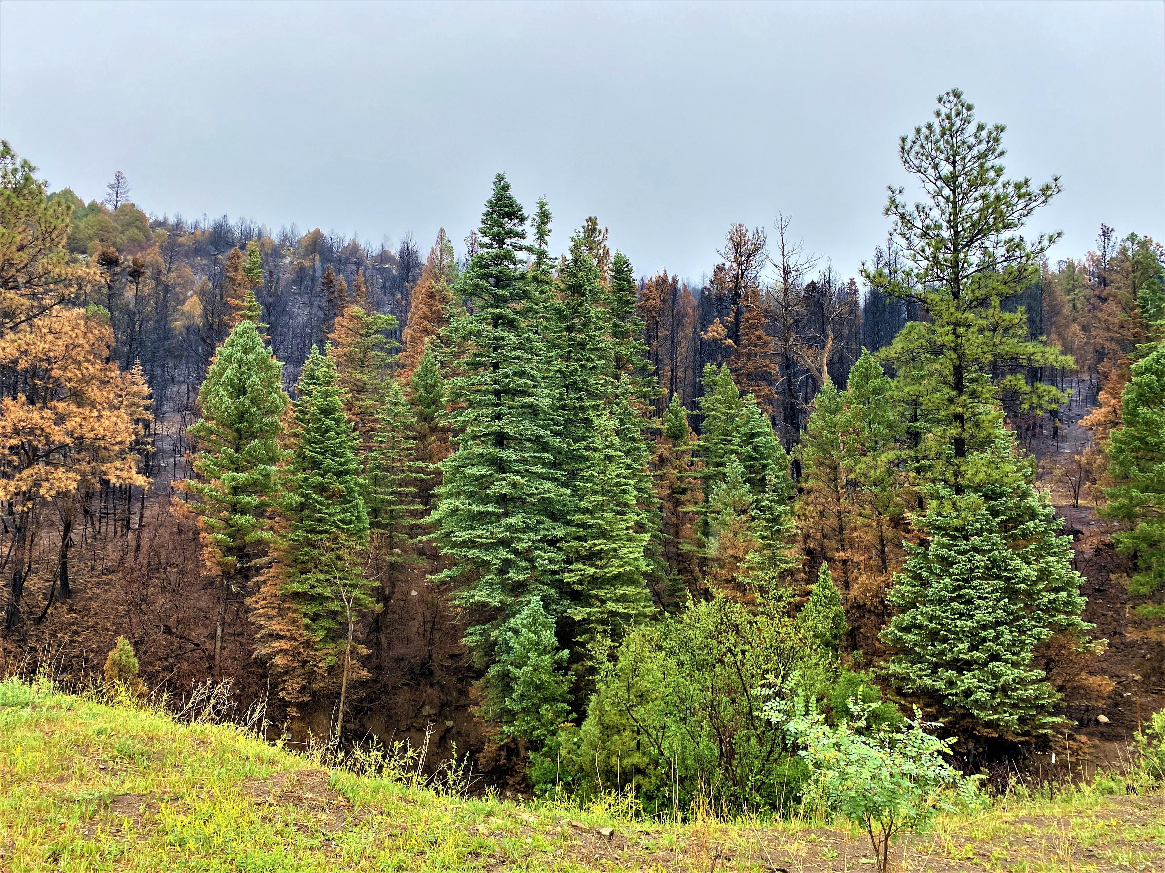 Green fir trees and mixed with burned trees