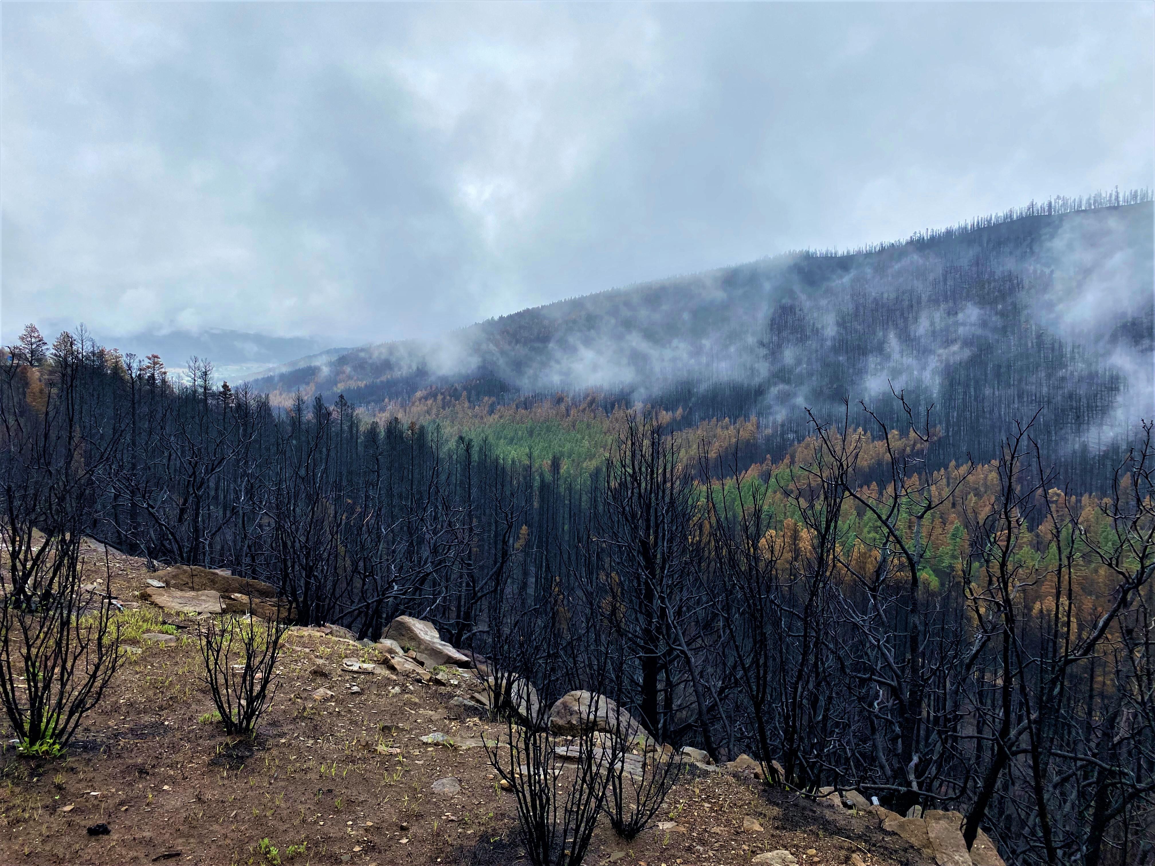A mosaic burn-Mora Valley green and burned trees combined