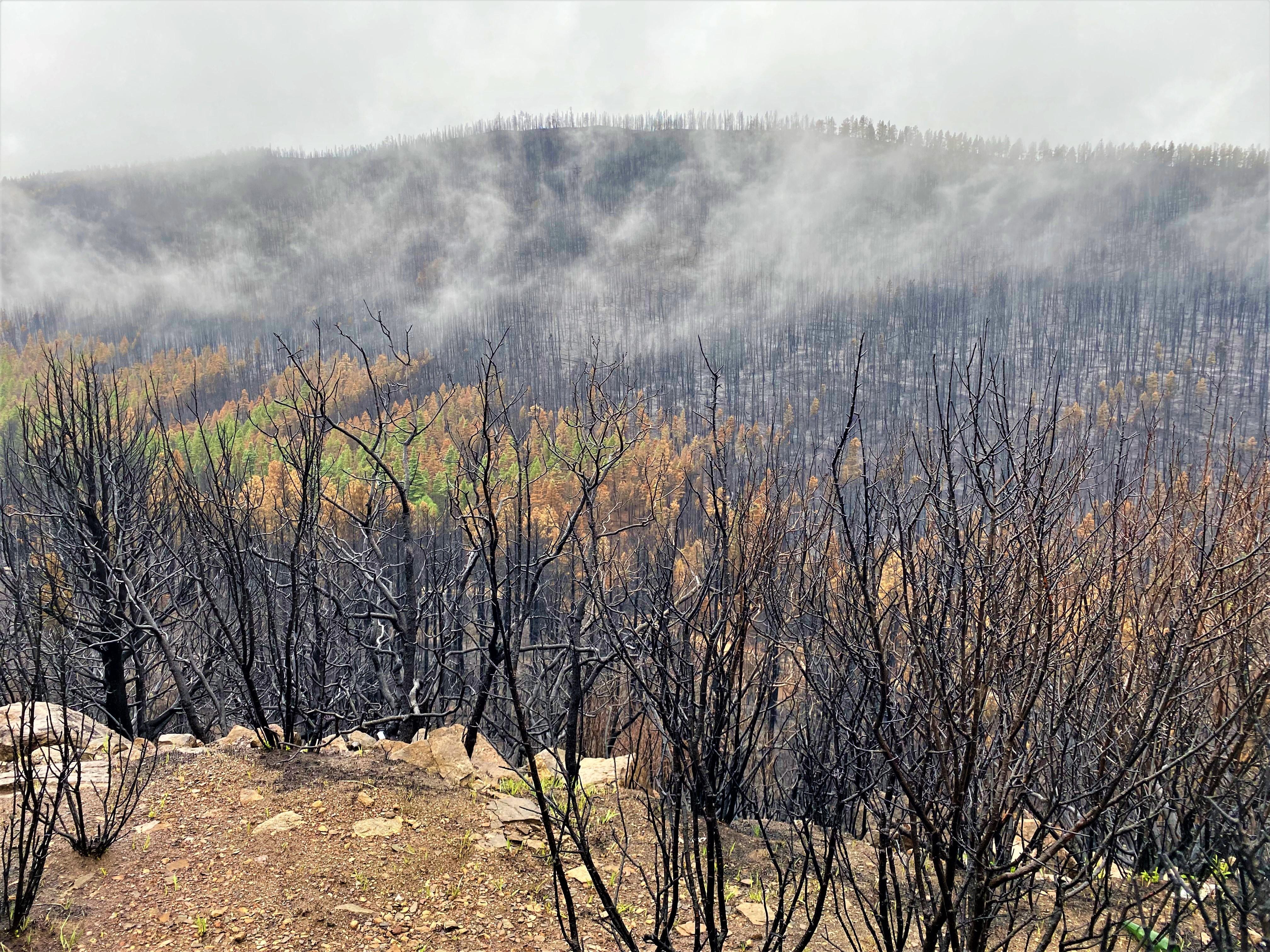 Higher intensity mosaic burn in Mora Valley off of NM Highway 518