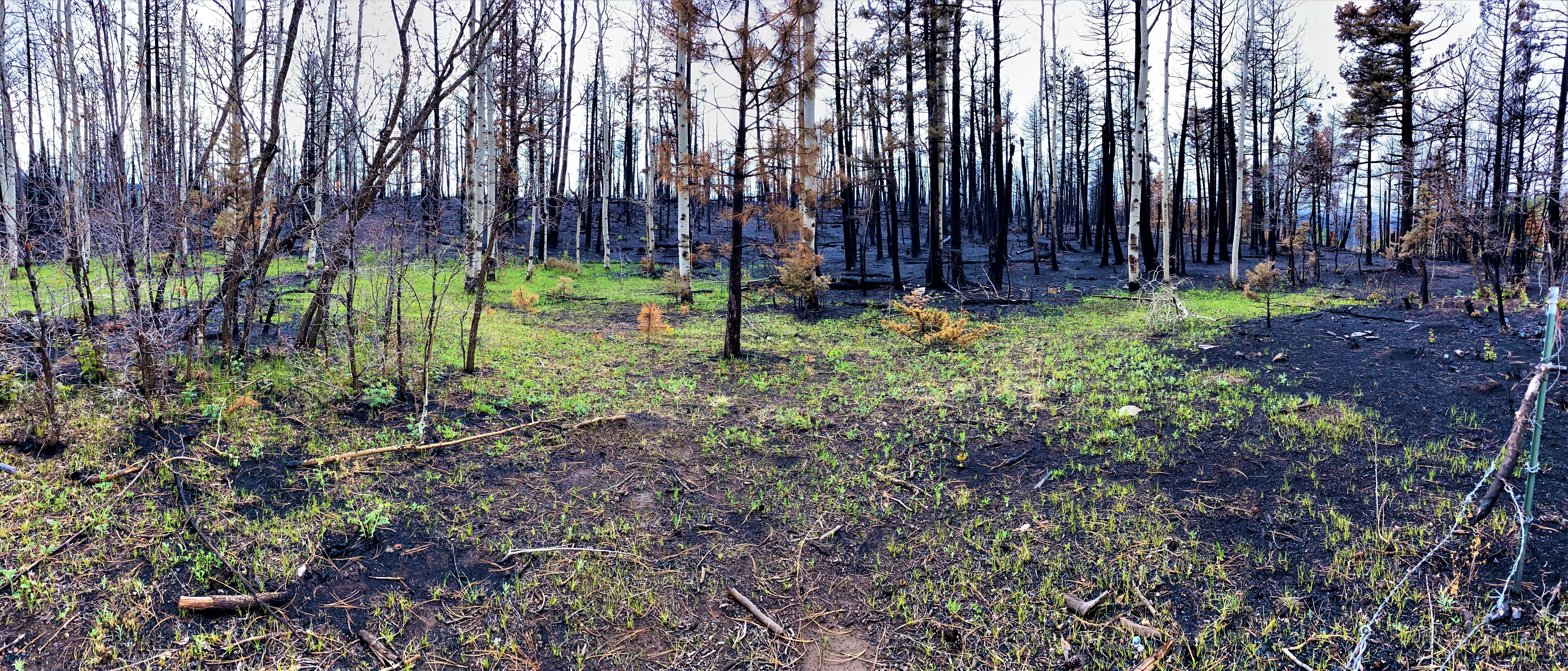 New green growth on ground under burned trees