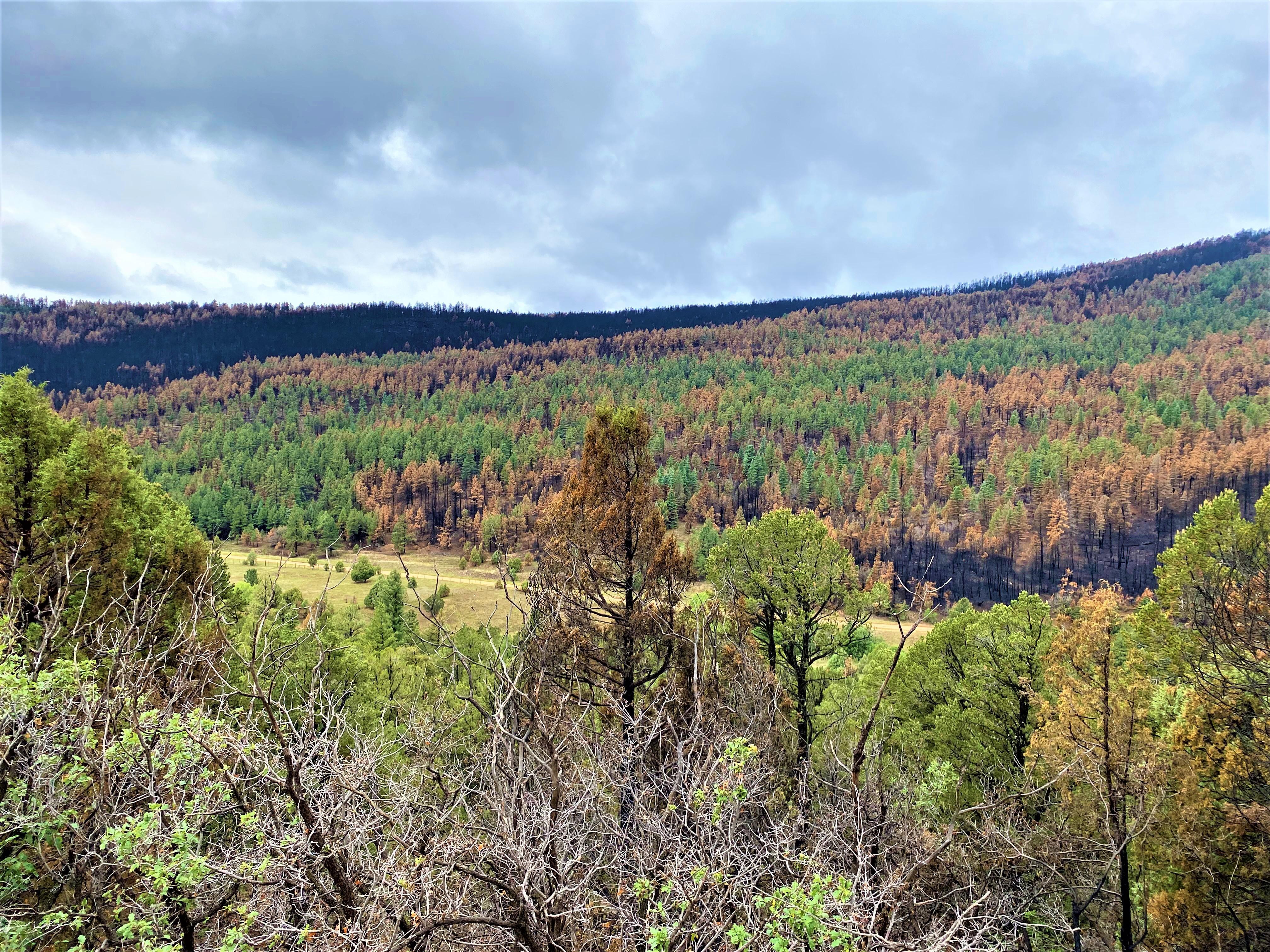 Hillside in Mora Valley showing green and brown from burn -mosaic