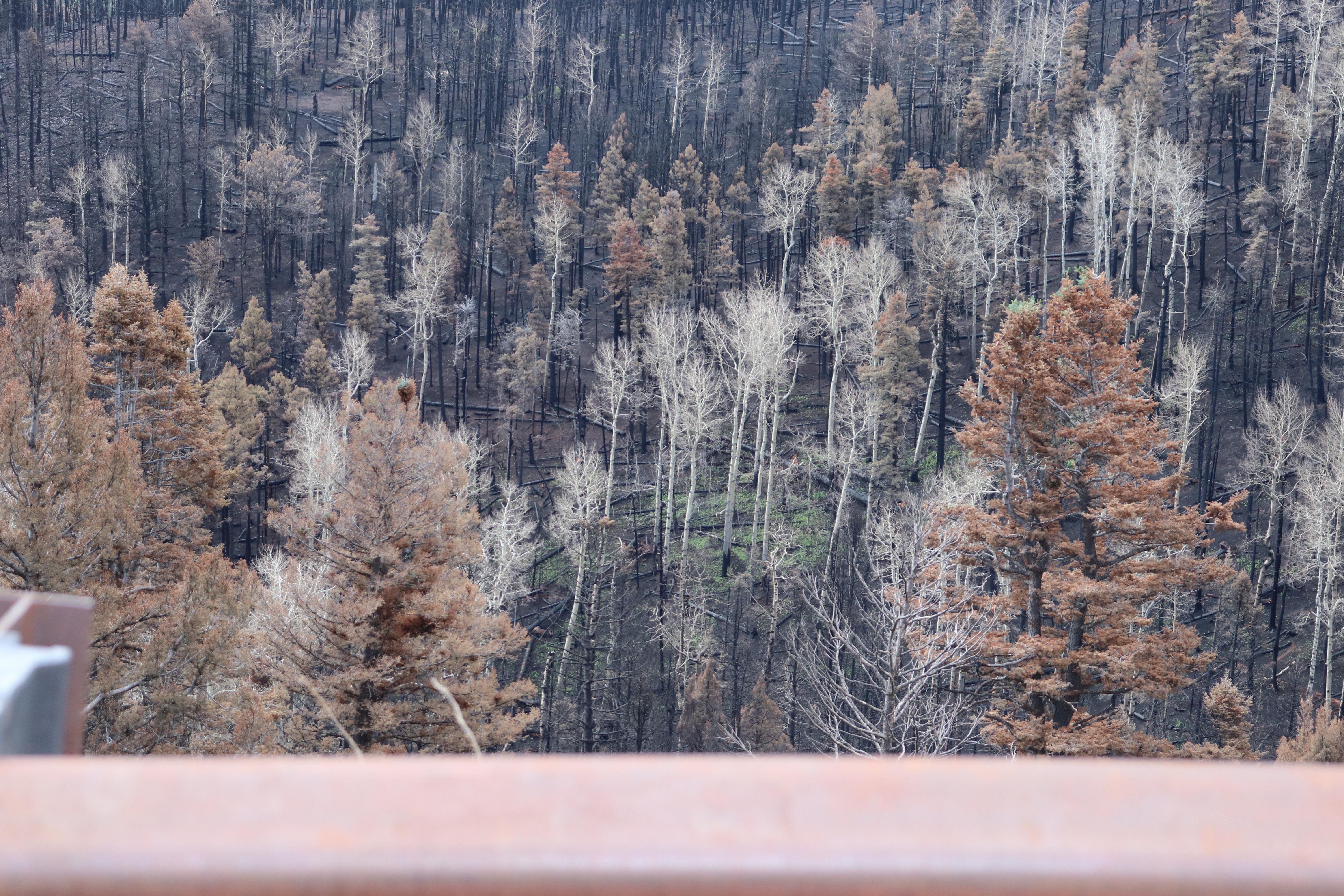Photo displays an area that received higher intensity fire behavior just south of Highway 434