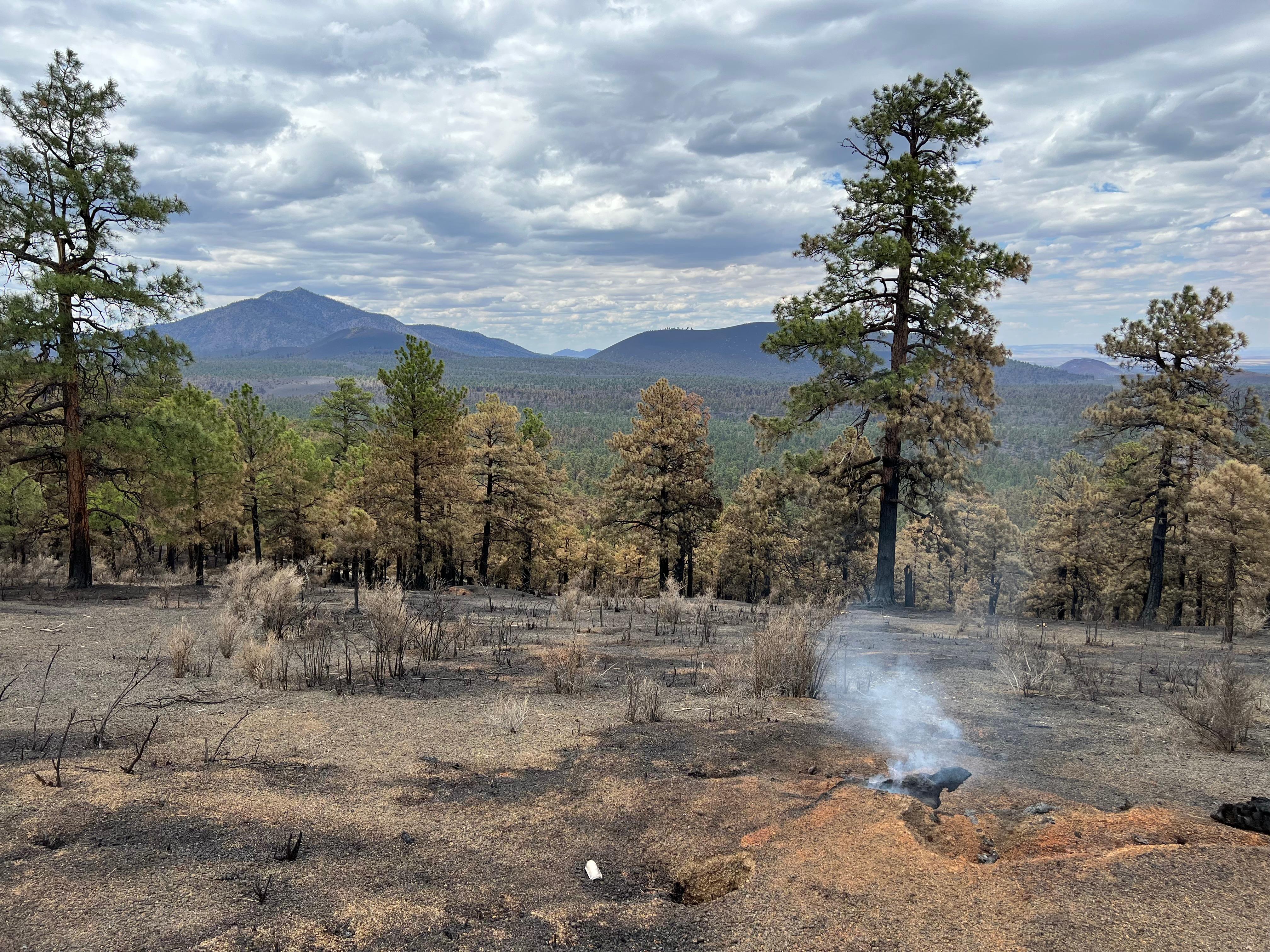 Low burn severity near Double Crater on the Haywire Fire.  Photo taken by Kyle Paffett on July 2nd, 2022.