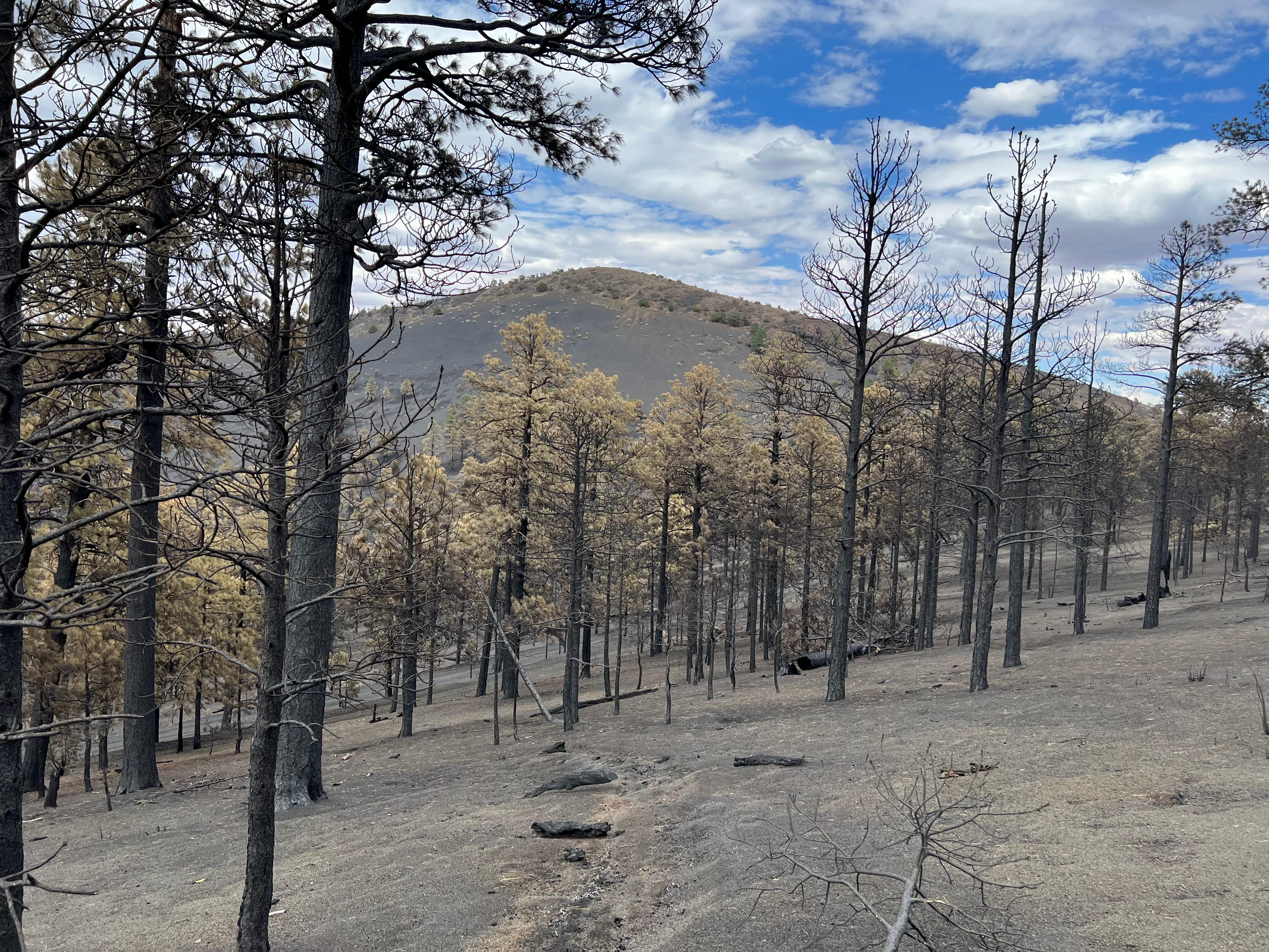 Moderate burn severity on ridge just west of Haywire Crater looking north. Photo by Kyle Paffett USFS July 2nd, 2022