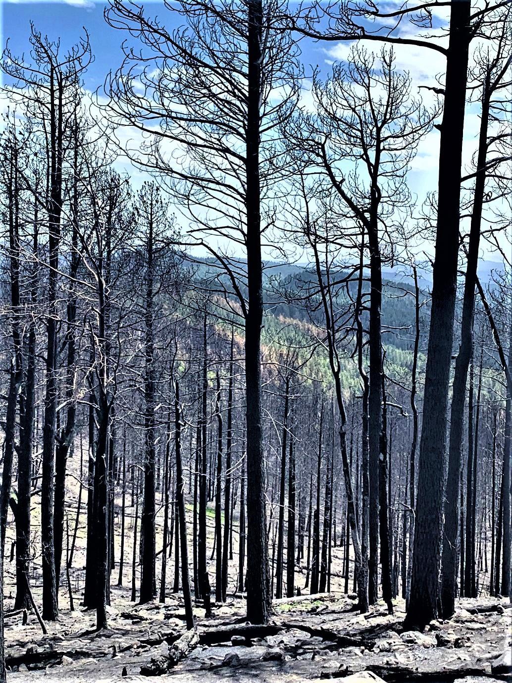 Image showing the Cerro Pelado Burned Area that was assessed by BAER Scientists and Specialists