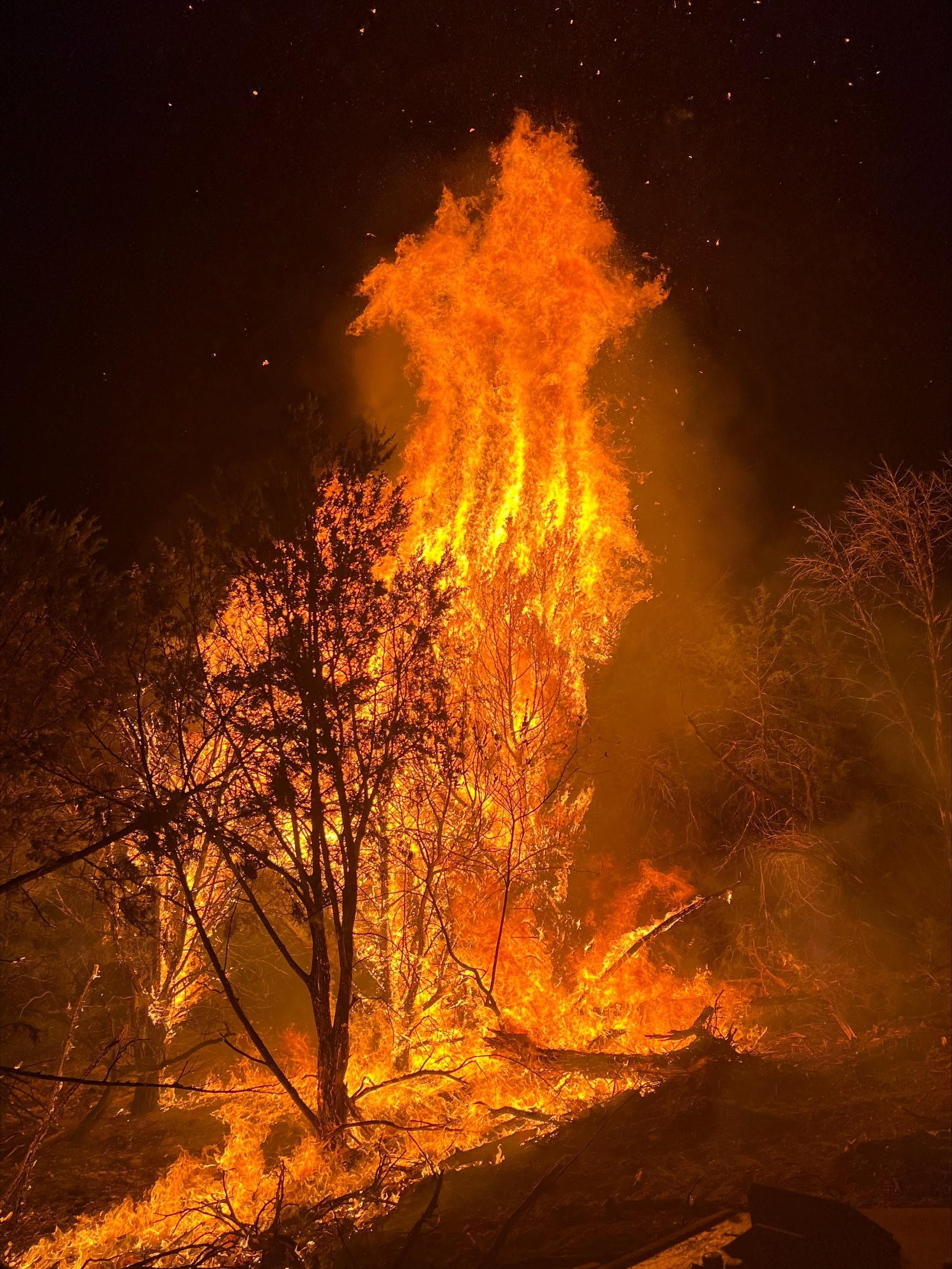 A group of junipers torching at night time shows bright orange and yellow flames with small ember wash coming off of the brush as it is fully consumed by the flames.