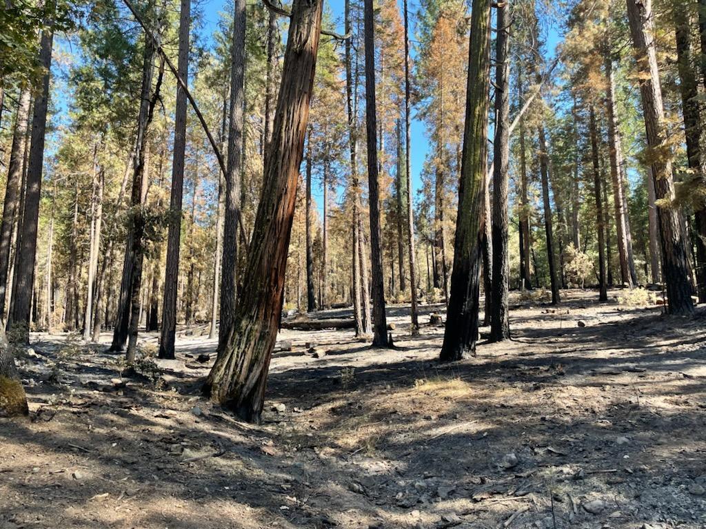 This image shows how the fire has burned under the stand of trees, removing all needles and branches but leaving the trees alive.