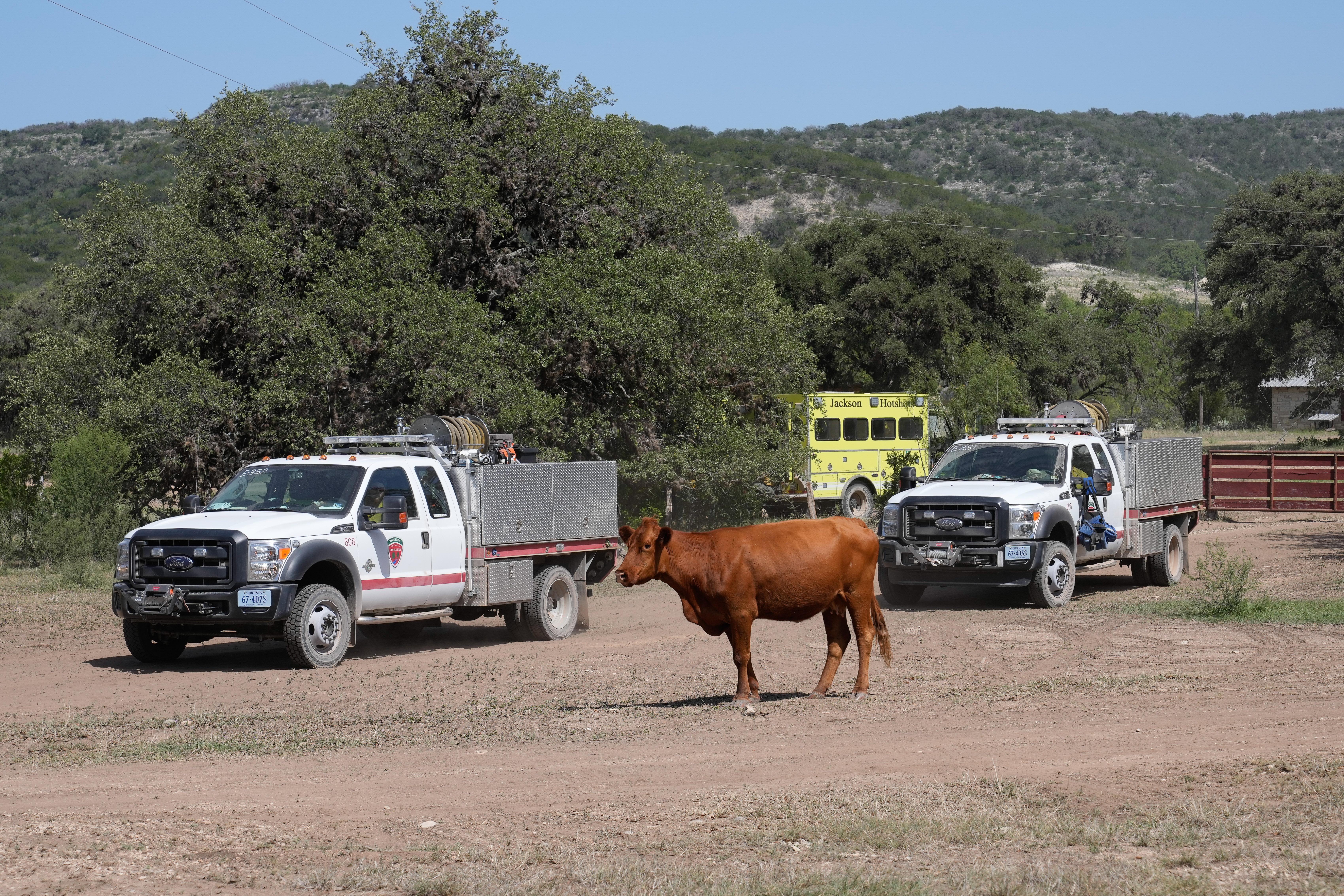 A curious cow stands in front of two fire engines