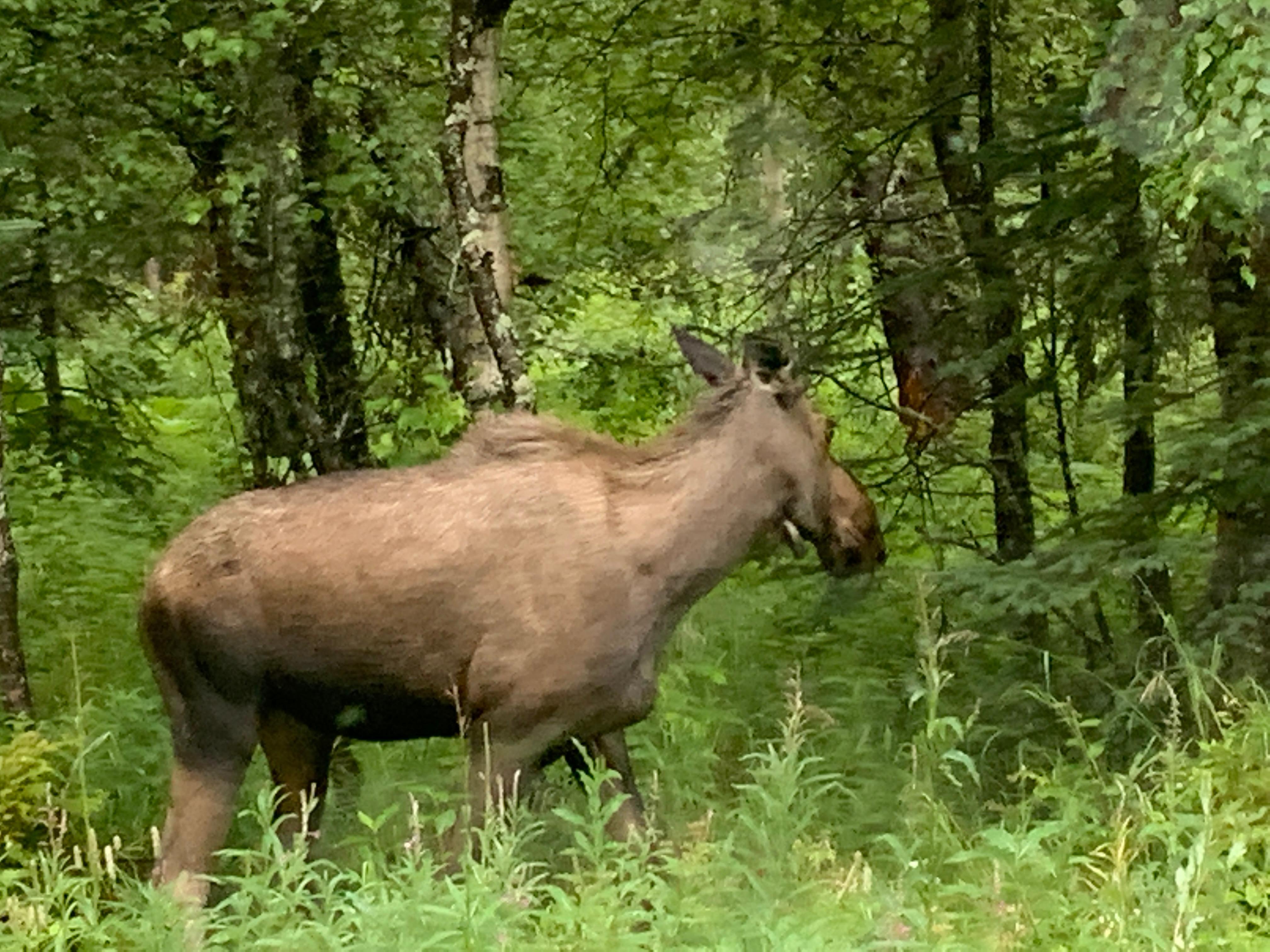 Moose near Wasilla