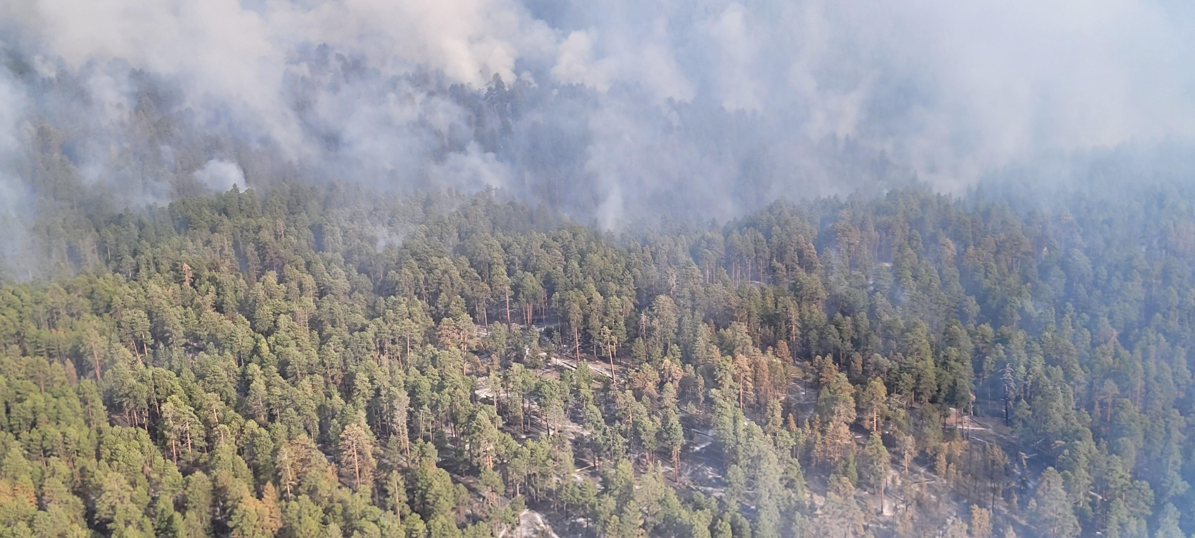 Aerial view of the Dragon seen burning through continuous ponderosa pine forest on 7-21-2022