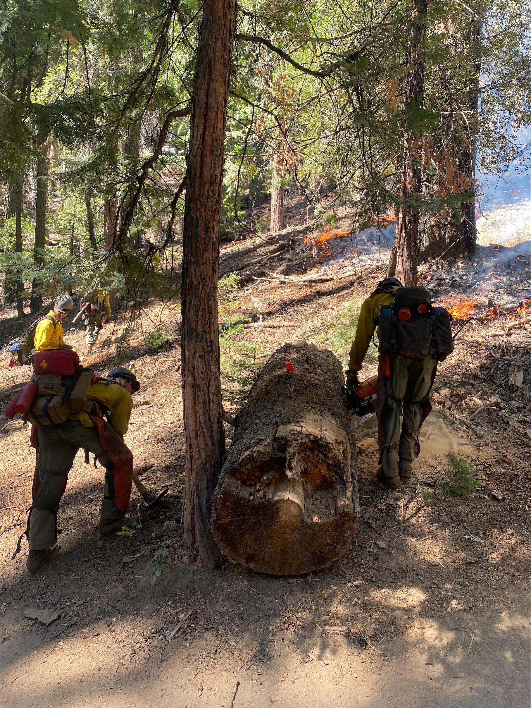 Saw team from Yosemite National Parks Wildland Fire Module Crew 1 buck large down and dead trees in order to remove fuels from the control line put in place.