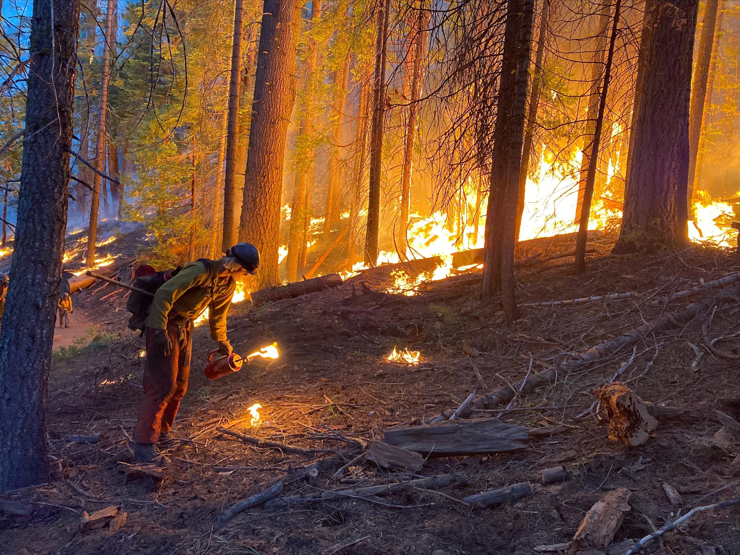 Firefighter Jack Gay from Yosemite National Parks Wildland Fire Module Crew 1 uses a drip torch to back burn on initial attack.