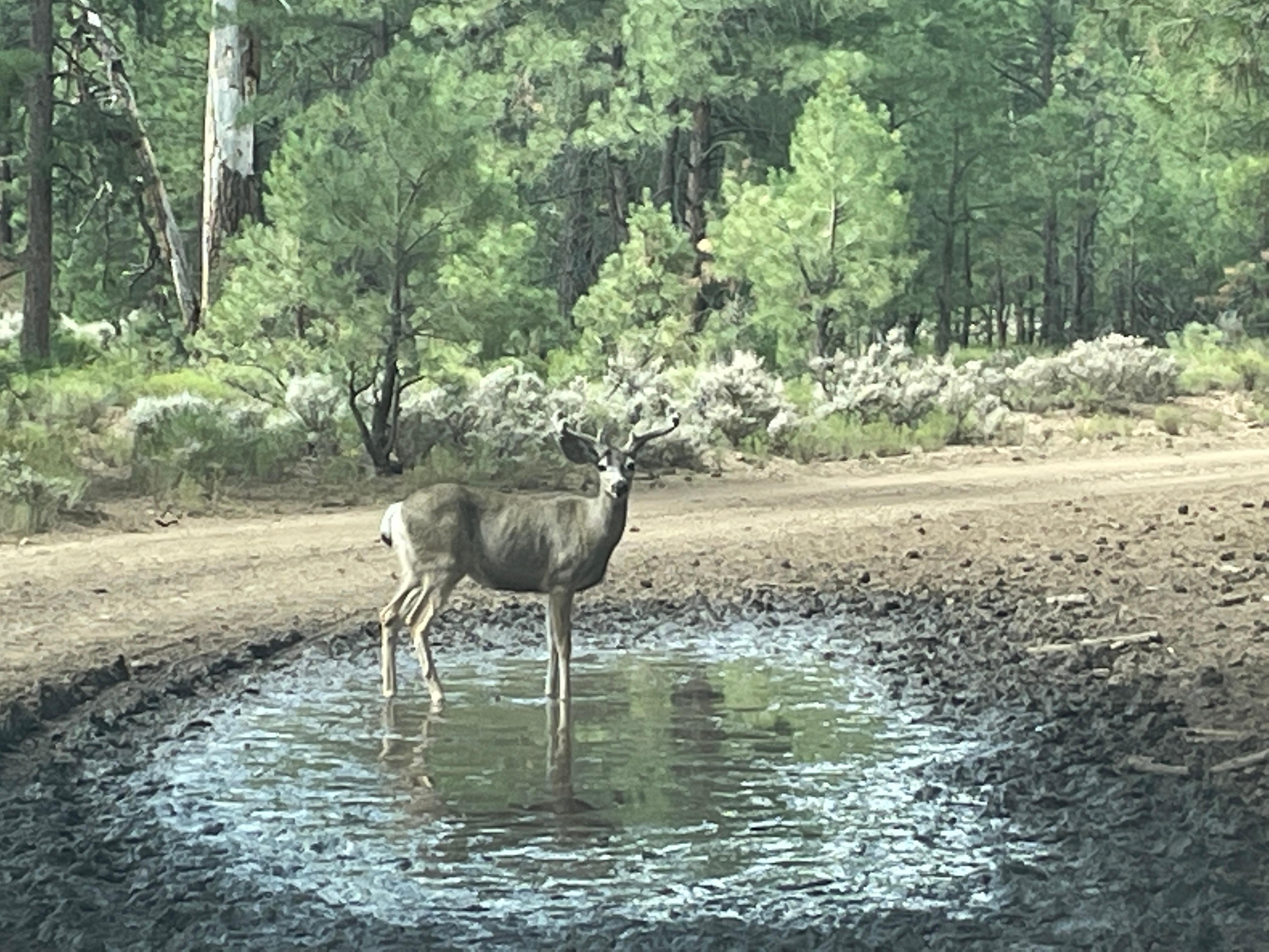 Young buck deer standing in a puddle of water after the rain 7-25-22