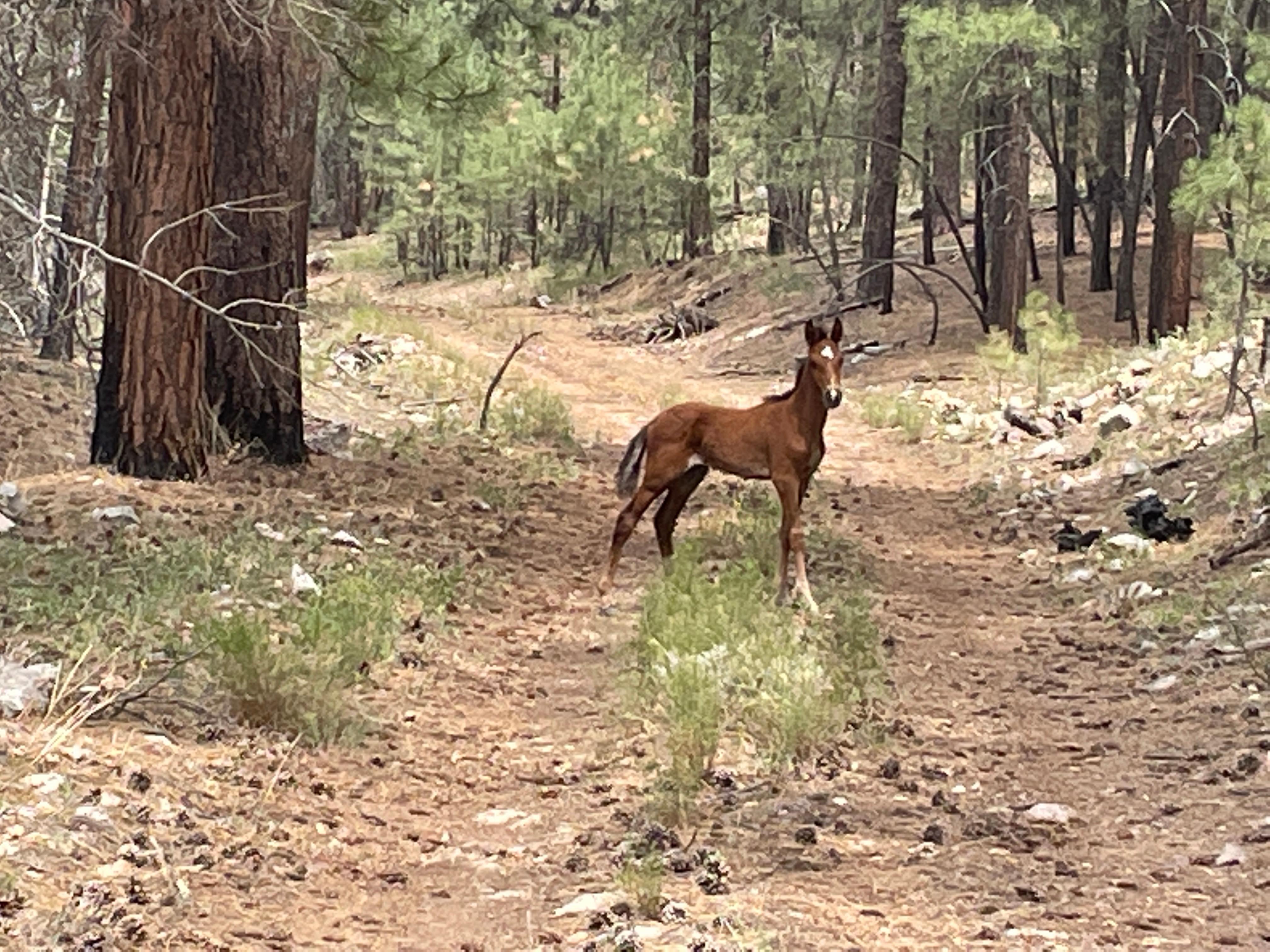 Colt standing for a photo brown colt in the forest 7-25-22
