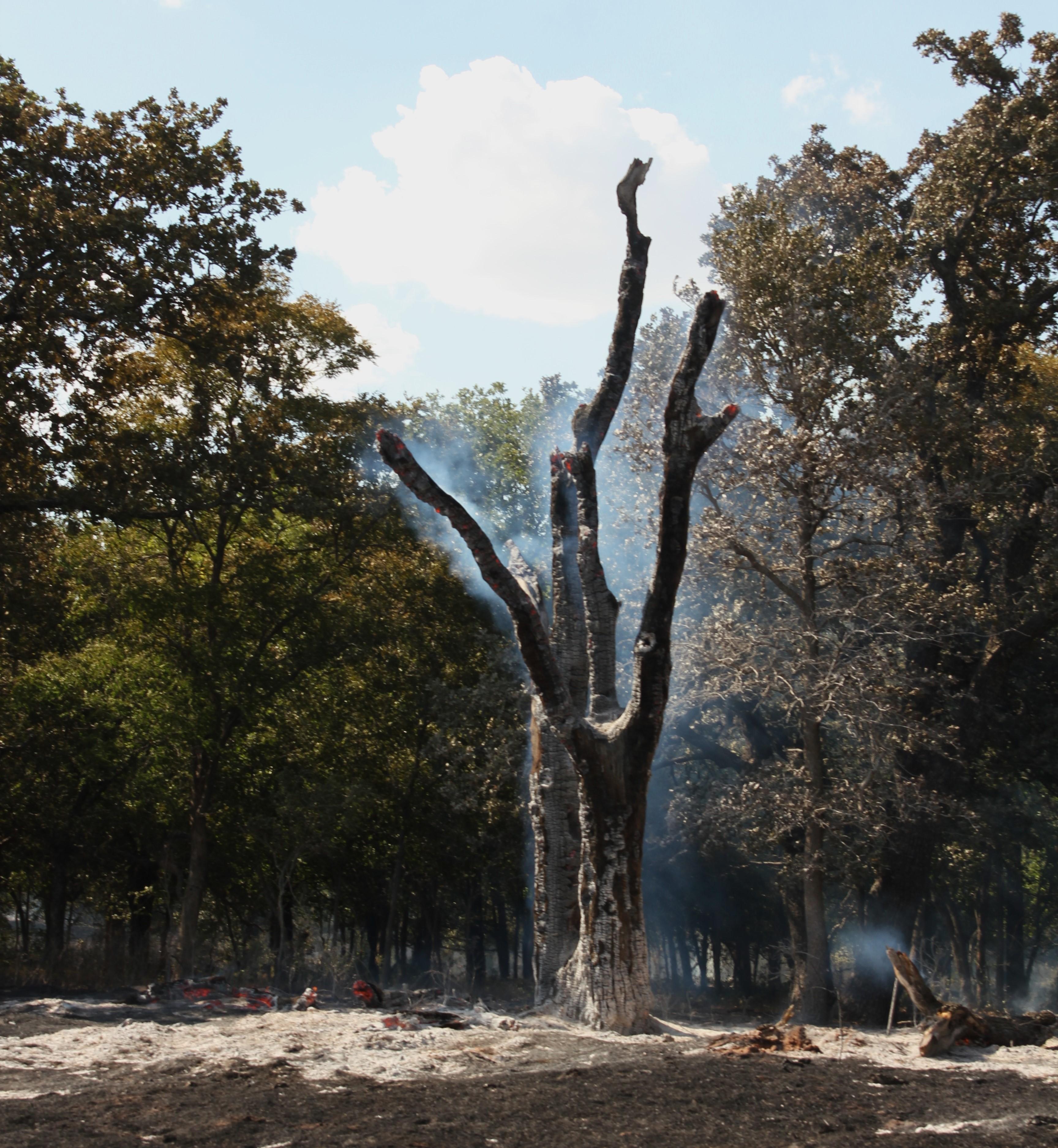 A tree burning interior to the Long Creek Fire