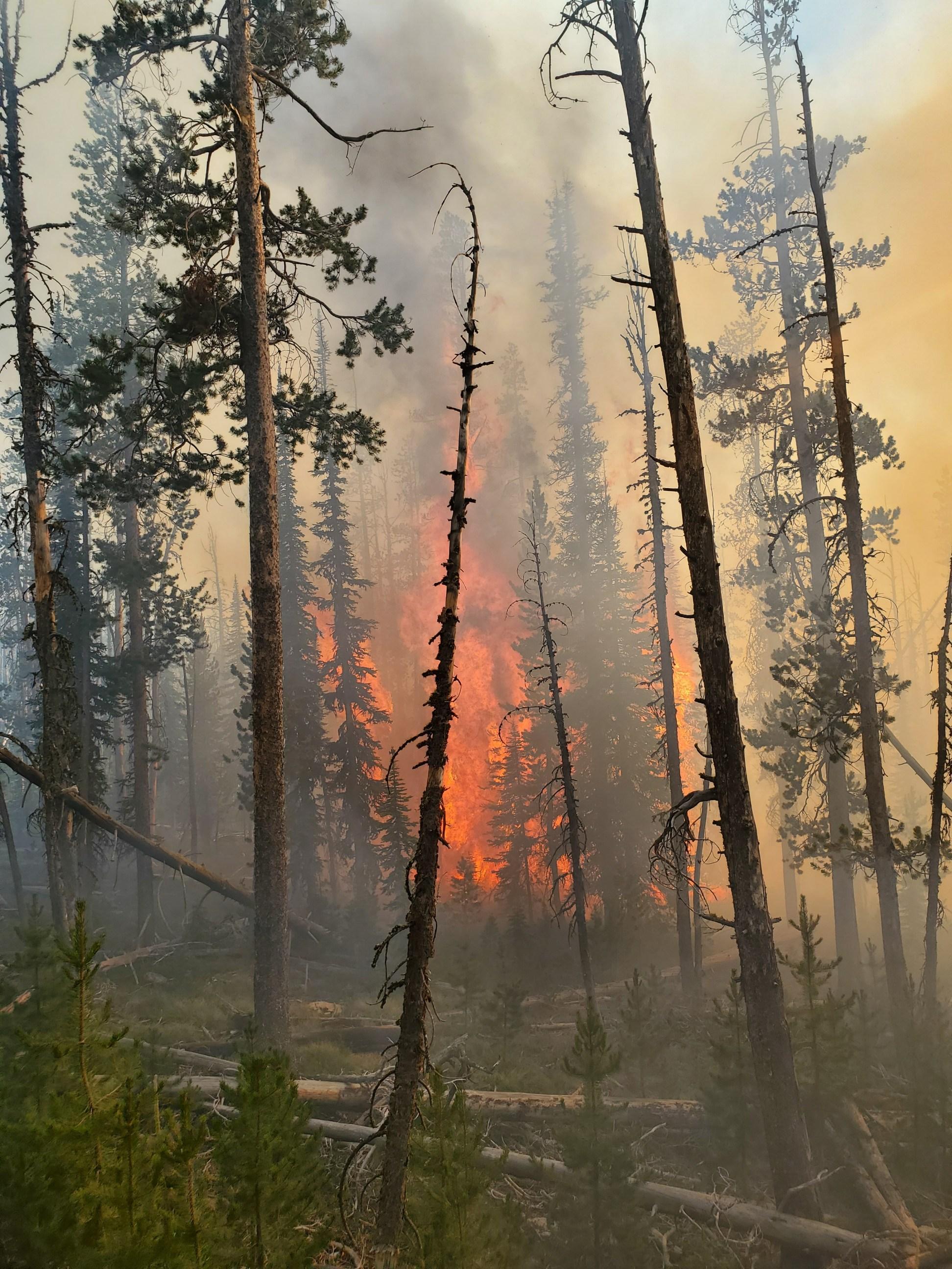 Group tree torching in Hog Trough Fire