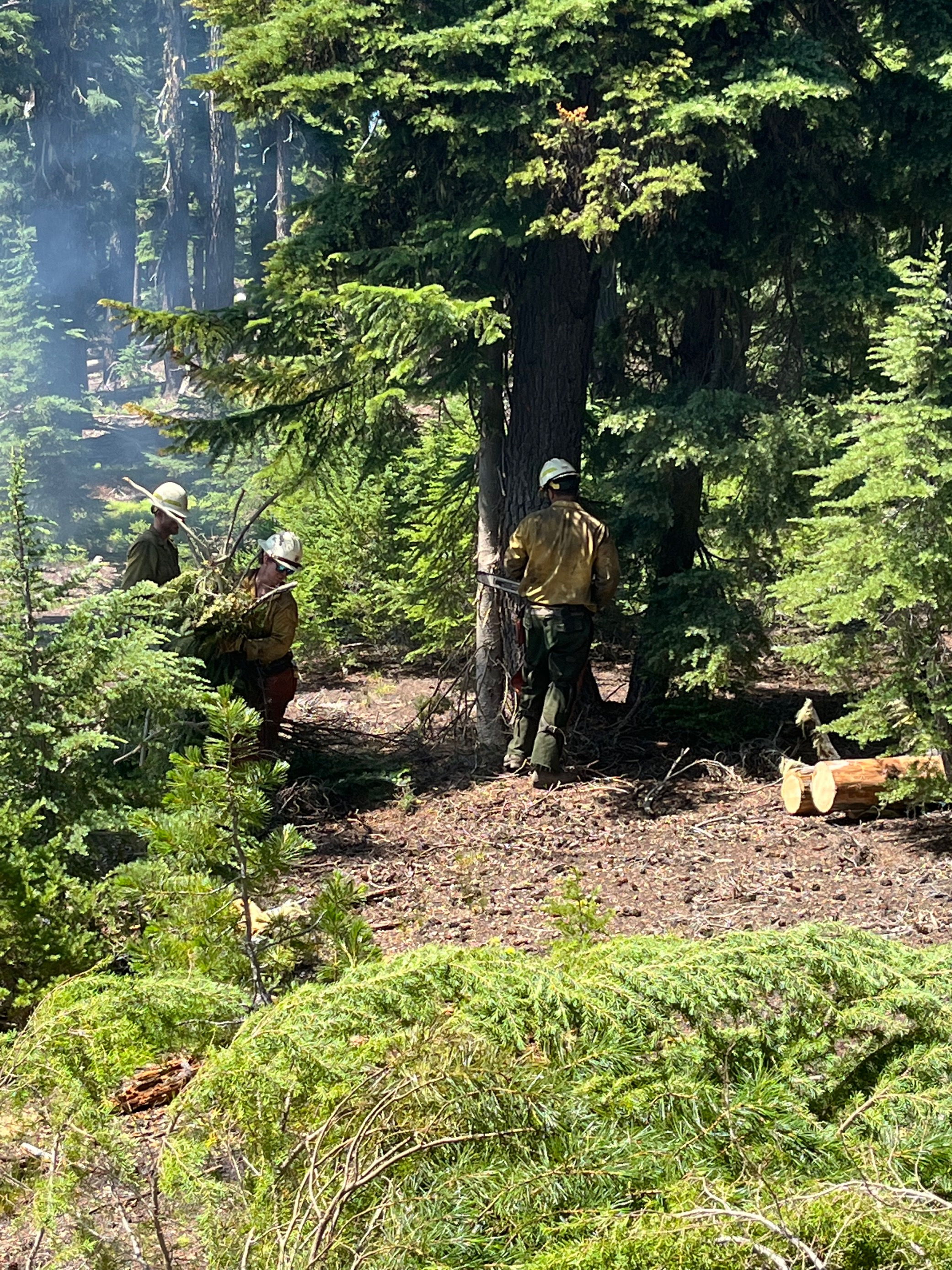 Crews remove brush near Forest Service Road 60. 