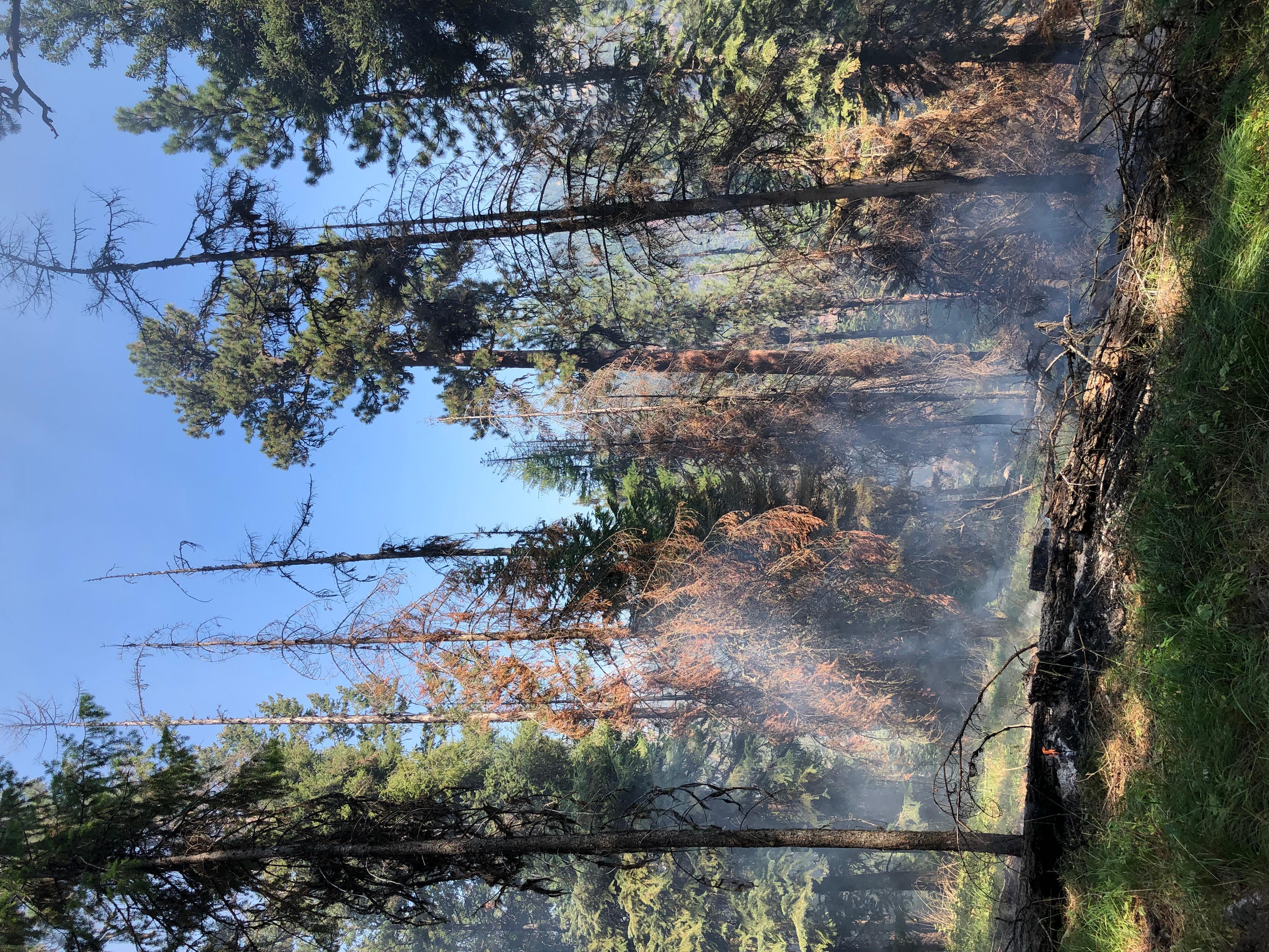 Image of trees in the forest on fire