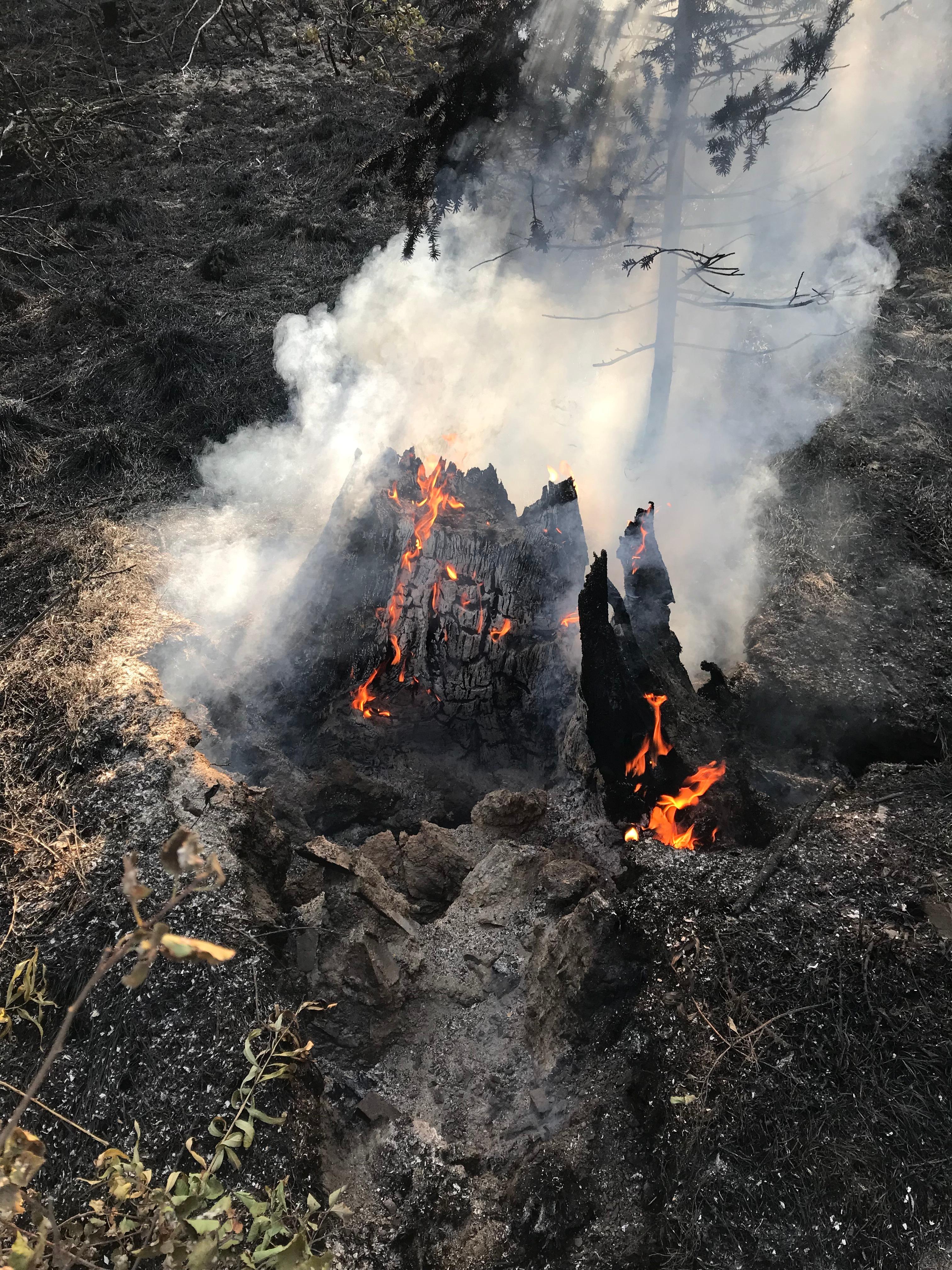 Smoldering stump, during mop-up operations