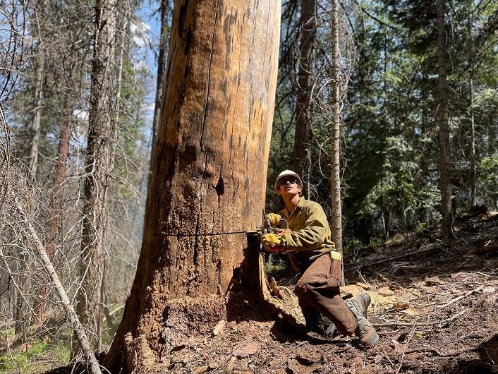 A Redmond IHC sawyer lines up his face cut to fall a hazard tree within the Beech Creek Fire.