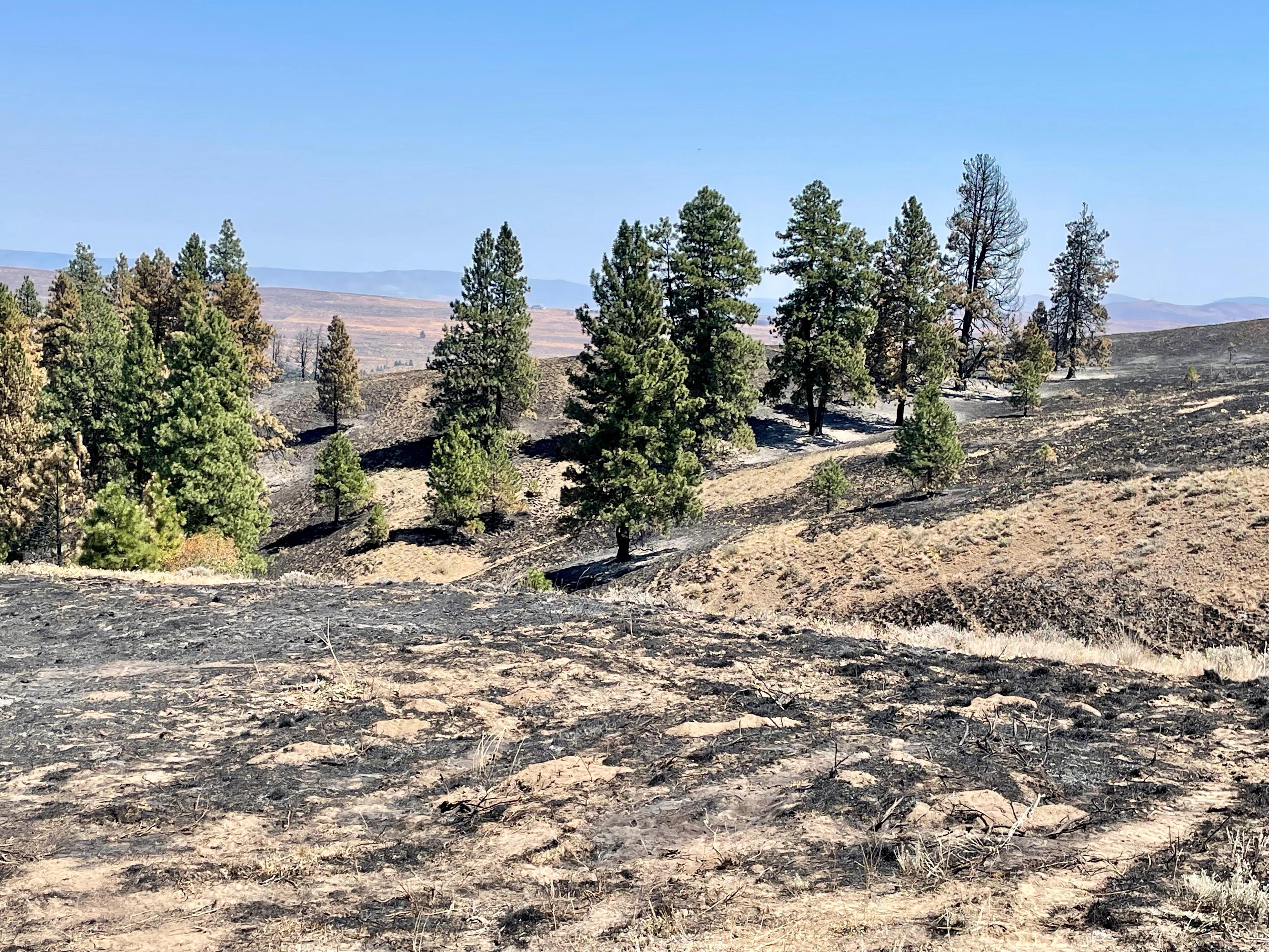 This area of the fire has cooled down and a charred black landscape remains. The fire moved quickly through the grass and ground fuels and continued to push into the Ponderosa pine stand.