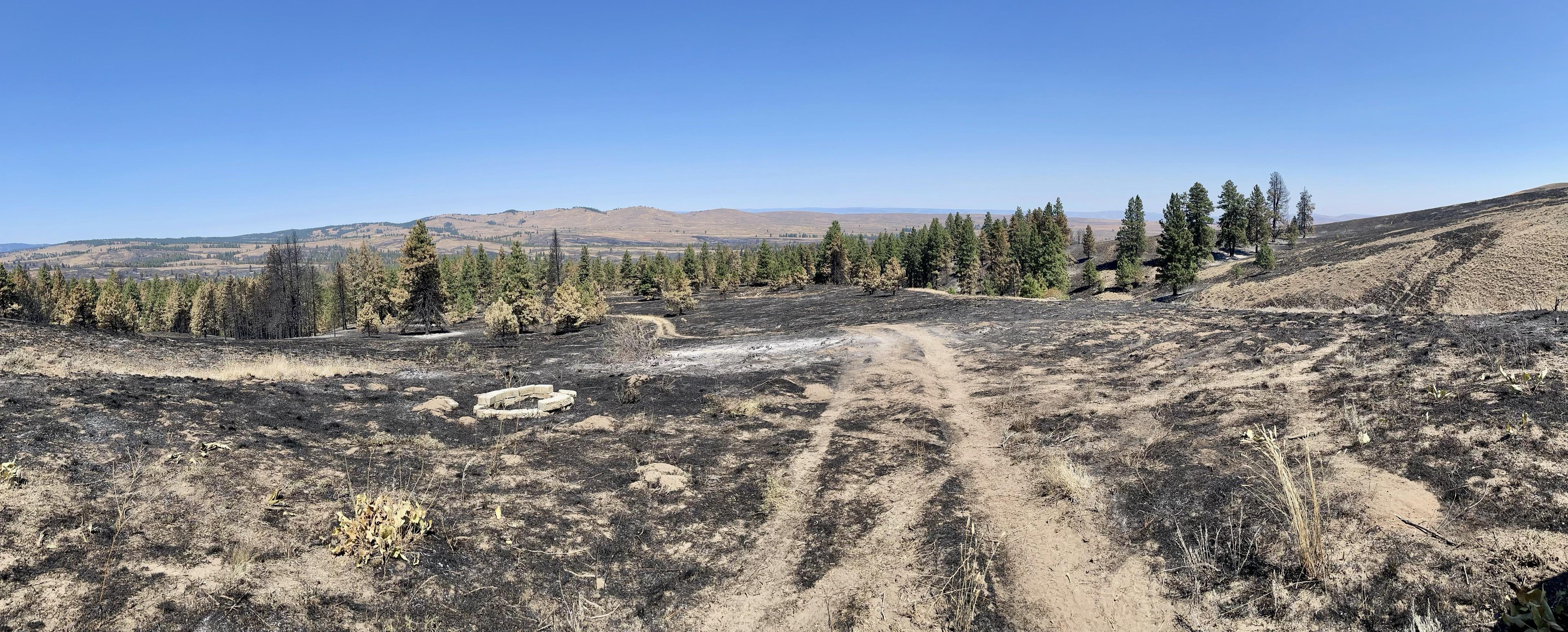 This area of the fire has cooled down and a charred black landscape remains. The fire moved quickly through the grass and ground fuels and continued to push into the Ponderosa pine stand.
