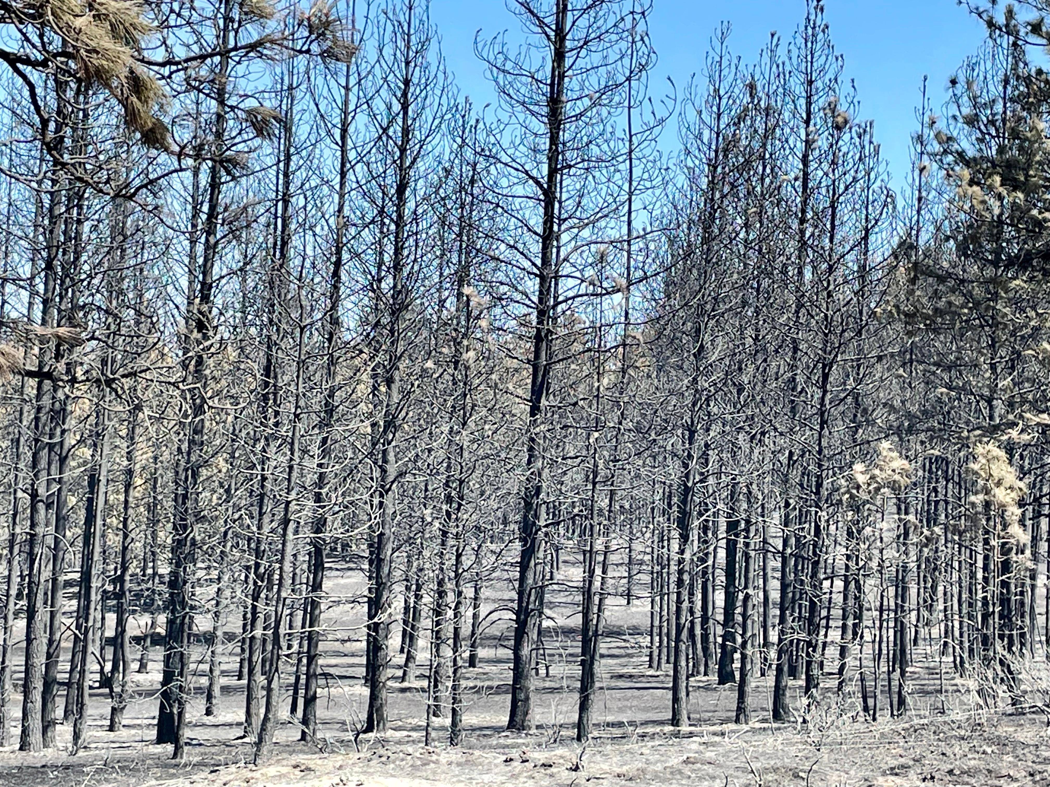 The fire burned at a high intensity in the timber leaving the trees charred.