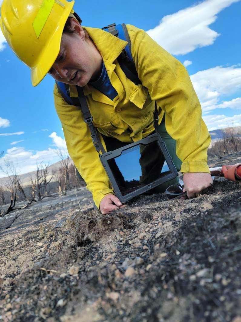 A BAER team member rehydrates moss to establish burn severity
