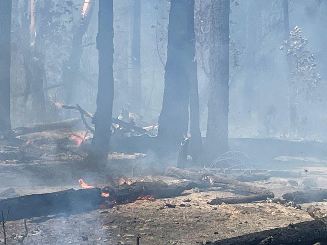 Photo of the George fire landscape consisting of dead and down timber with low intensity flames.
