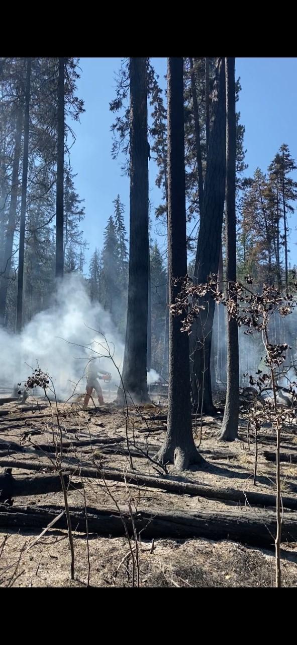 A Helena Hotshot cuts down a snag on the north side of the fire on August 12, 2022