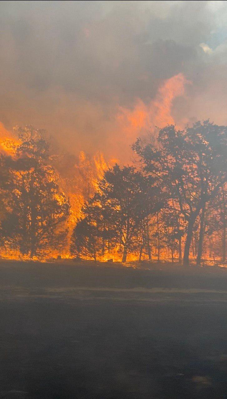 Black, burned land in foreground. Large flames consume all trees in photo and flames grow up and above the tree tops against a dark smoke filled sky.