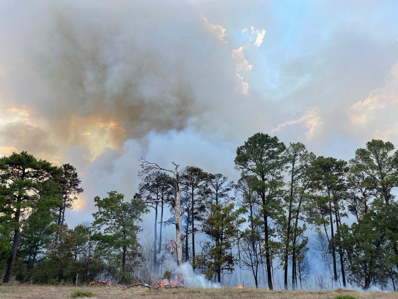 White and grey smoke rises from the ground and up through the trees, filling the sky.  Dry grass covers the foreground.